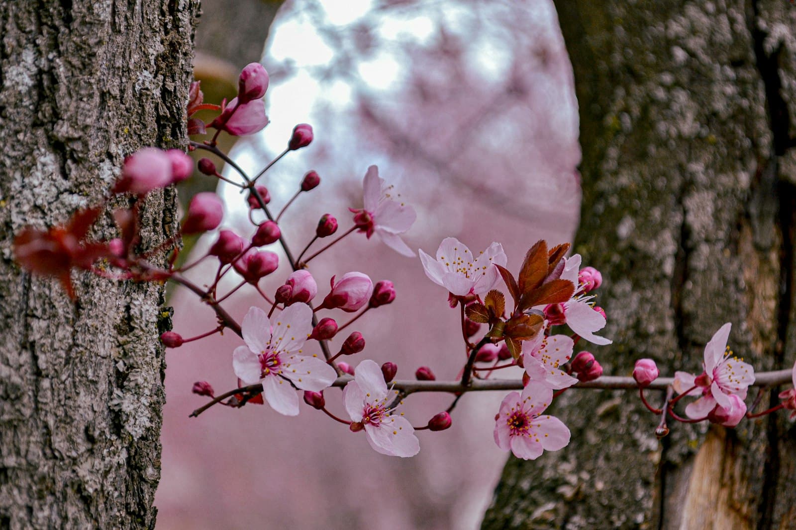 Buitrago del Lozoya — Pink blossoms bloom between trees.