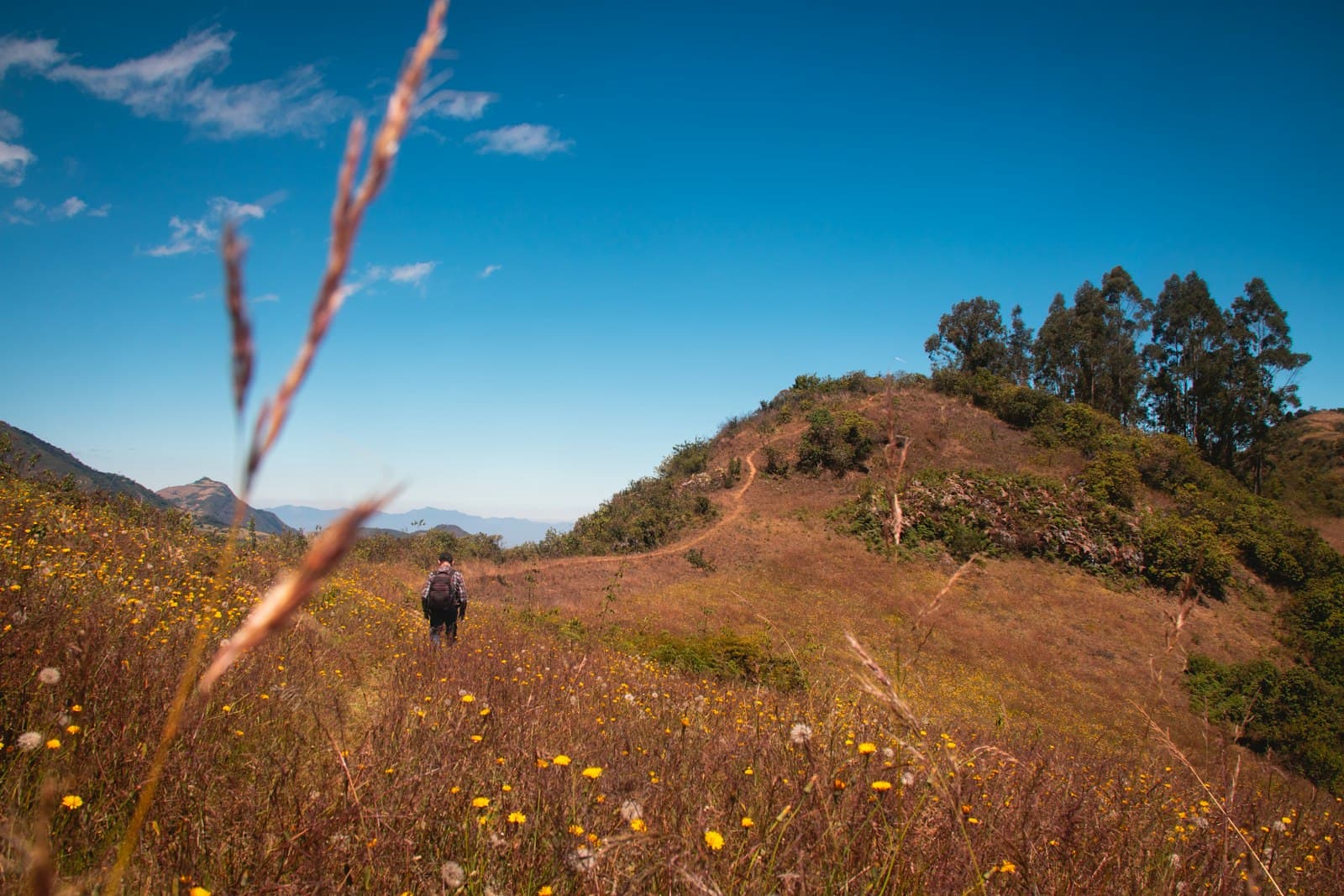 Cajamarca — yellow flower field during daytime