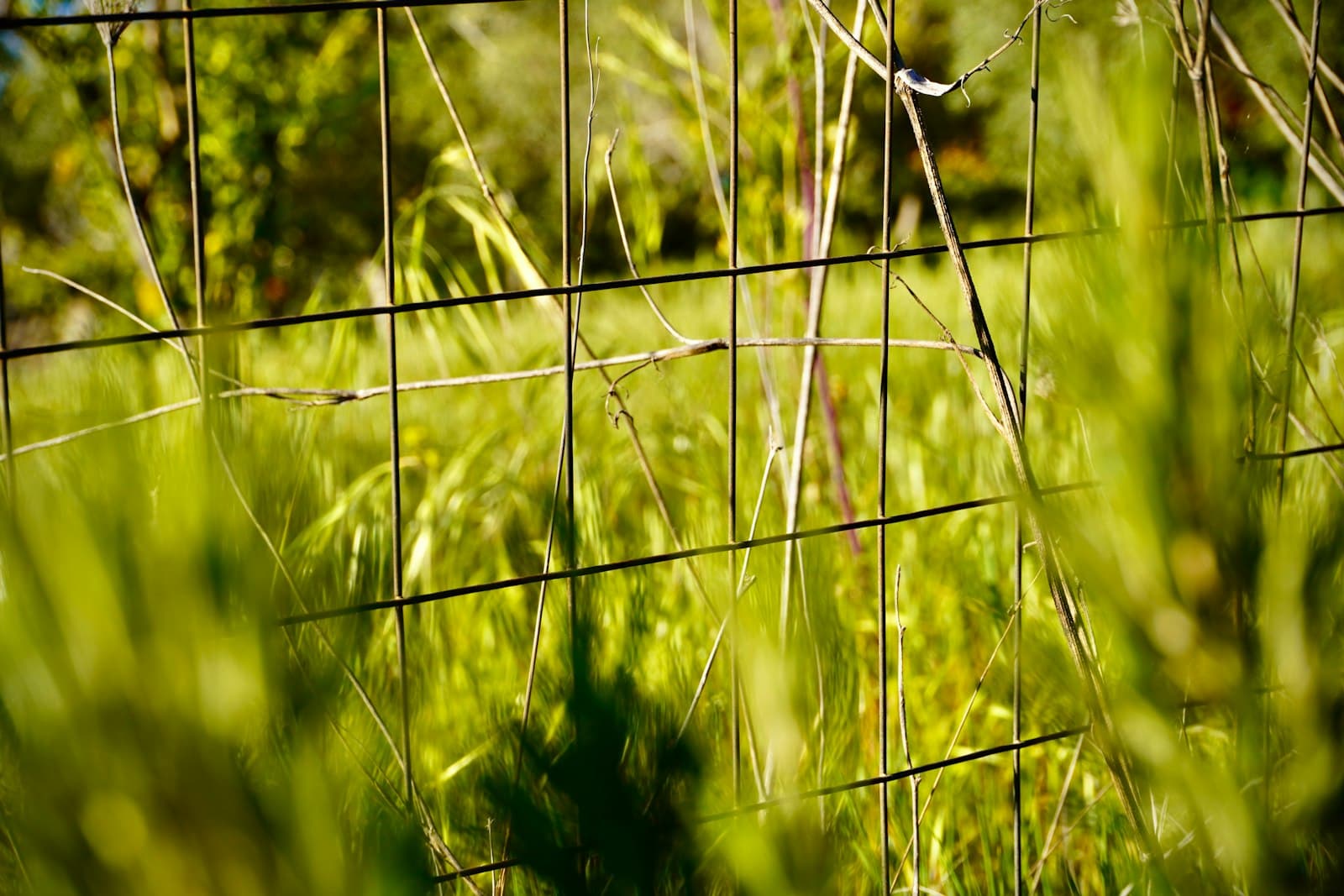 Caltanissetta — a close up of a fence with grass in the background
