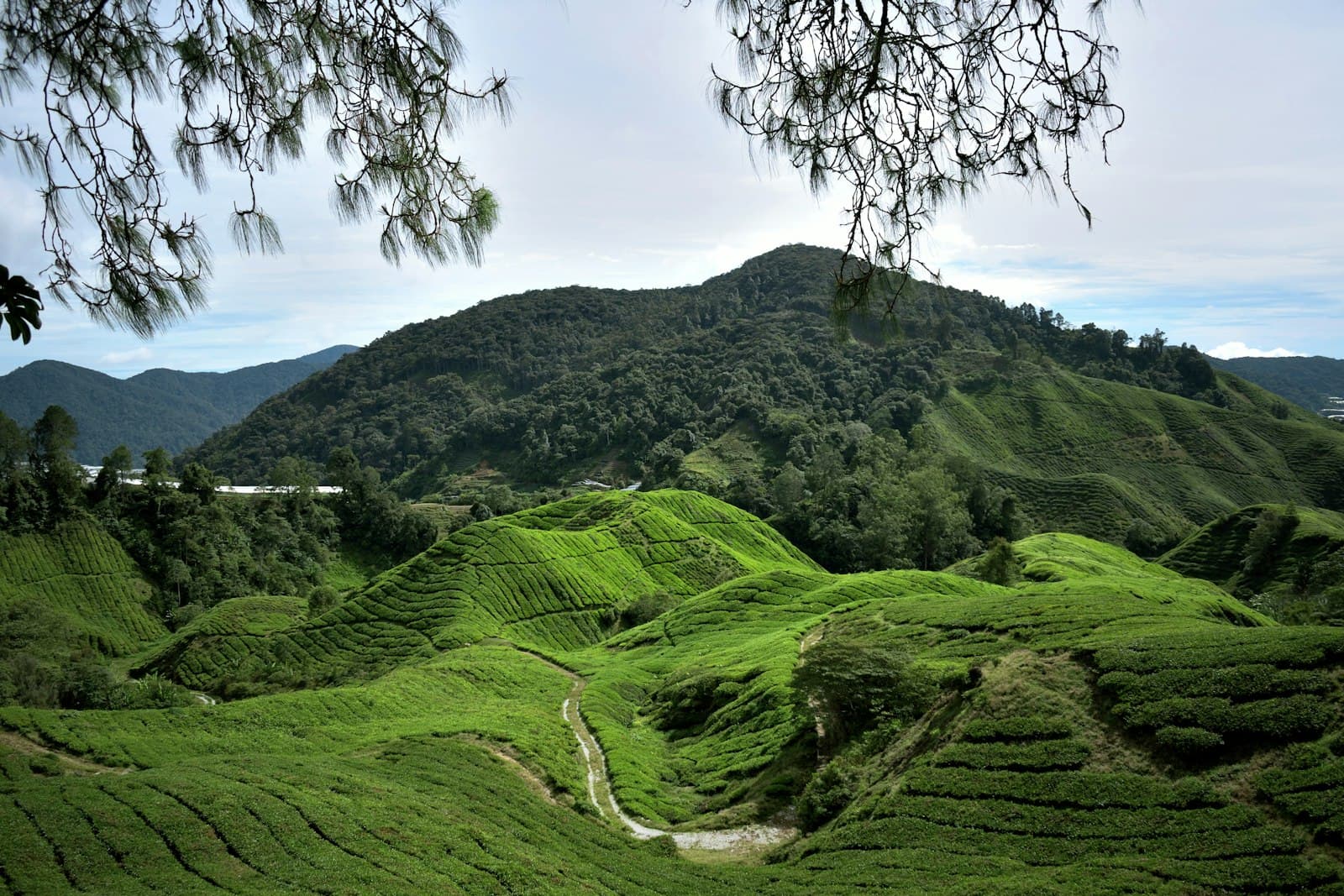 Cameron Highlands — a green valley with trees and mountains in the background