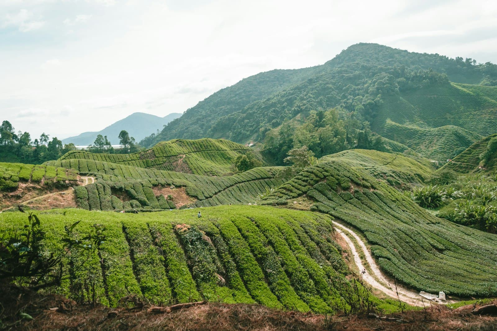 Cameron Highlands — a large green valley with trees