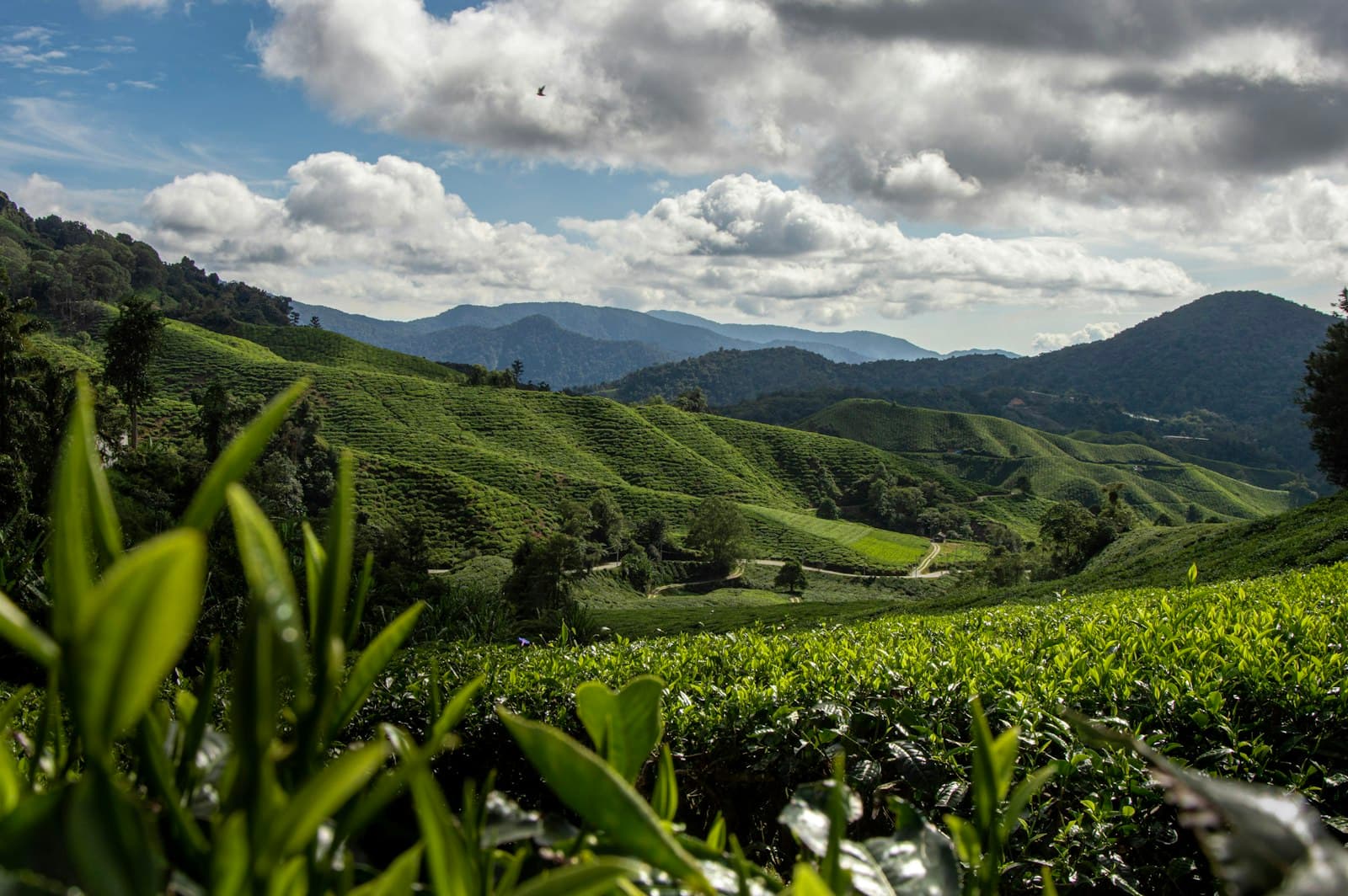Cameron Highlands — a lush green hillside covered in lots of trees