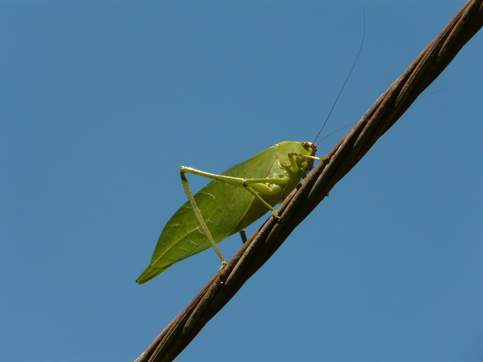 Campos do Jordão — a large green insect sitting on top of a leaf