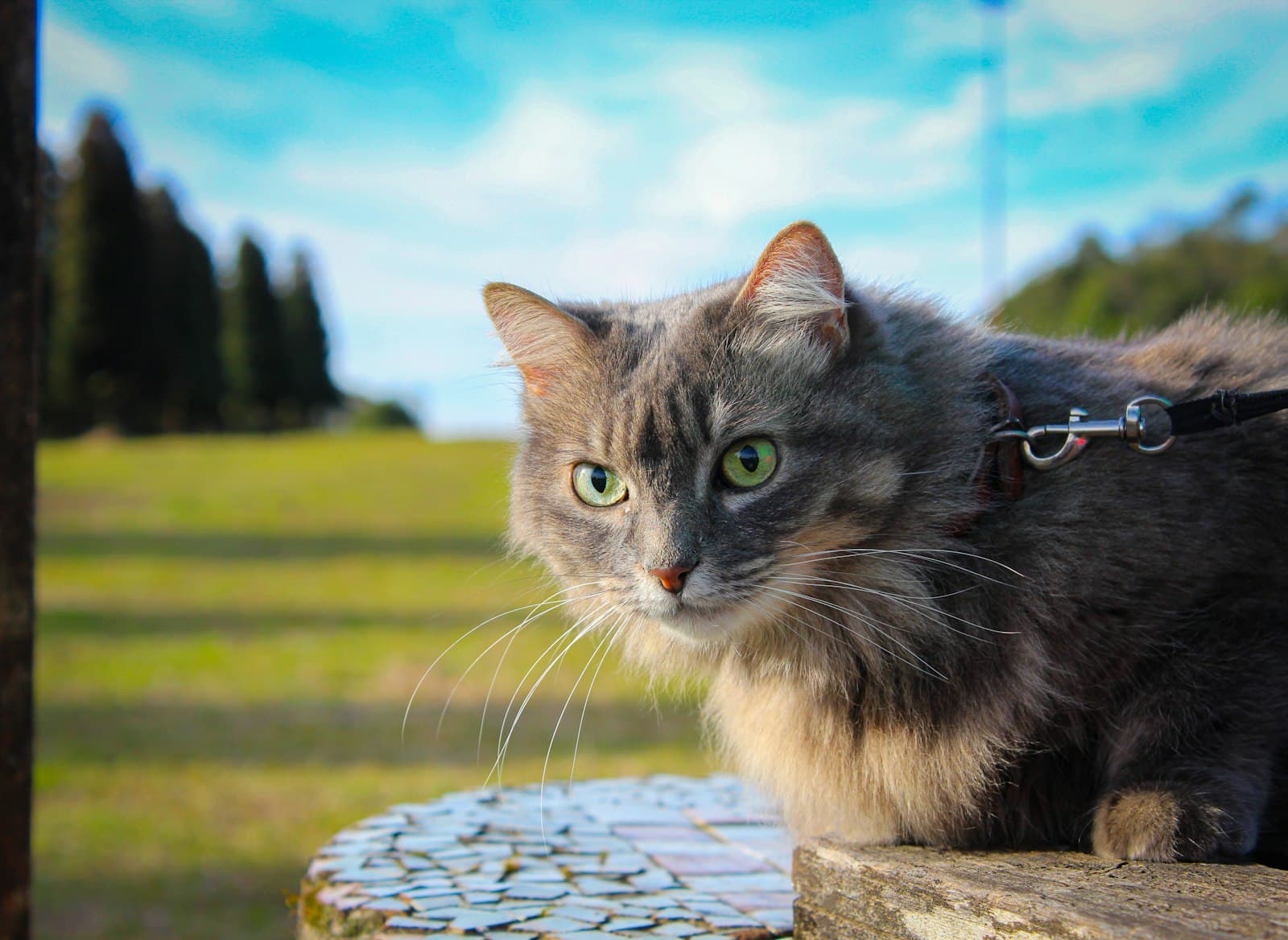 Canela — A cat sitting on top of a wooden bench
