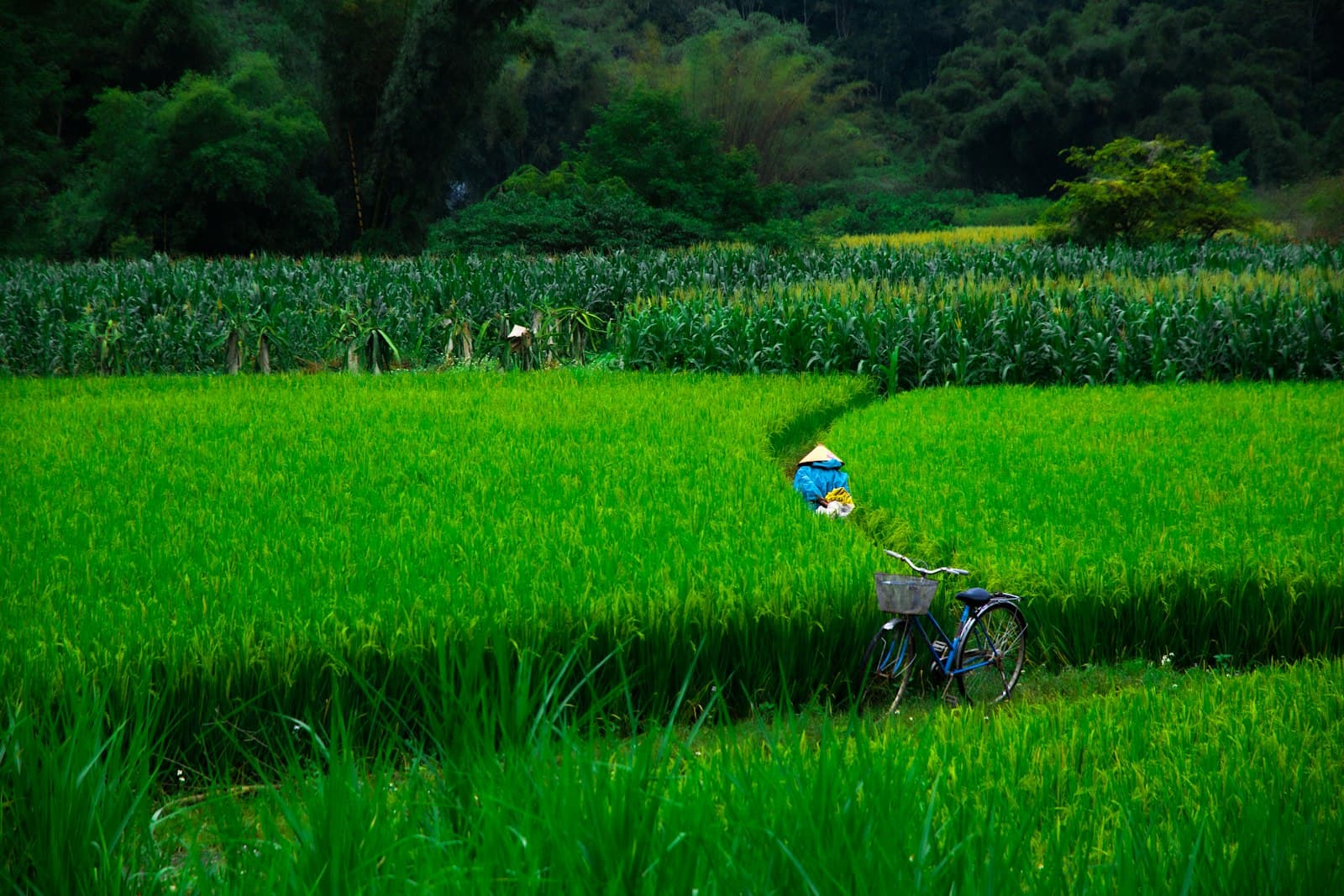 Cao Bằng — a person riding a bike through a lush green field