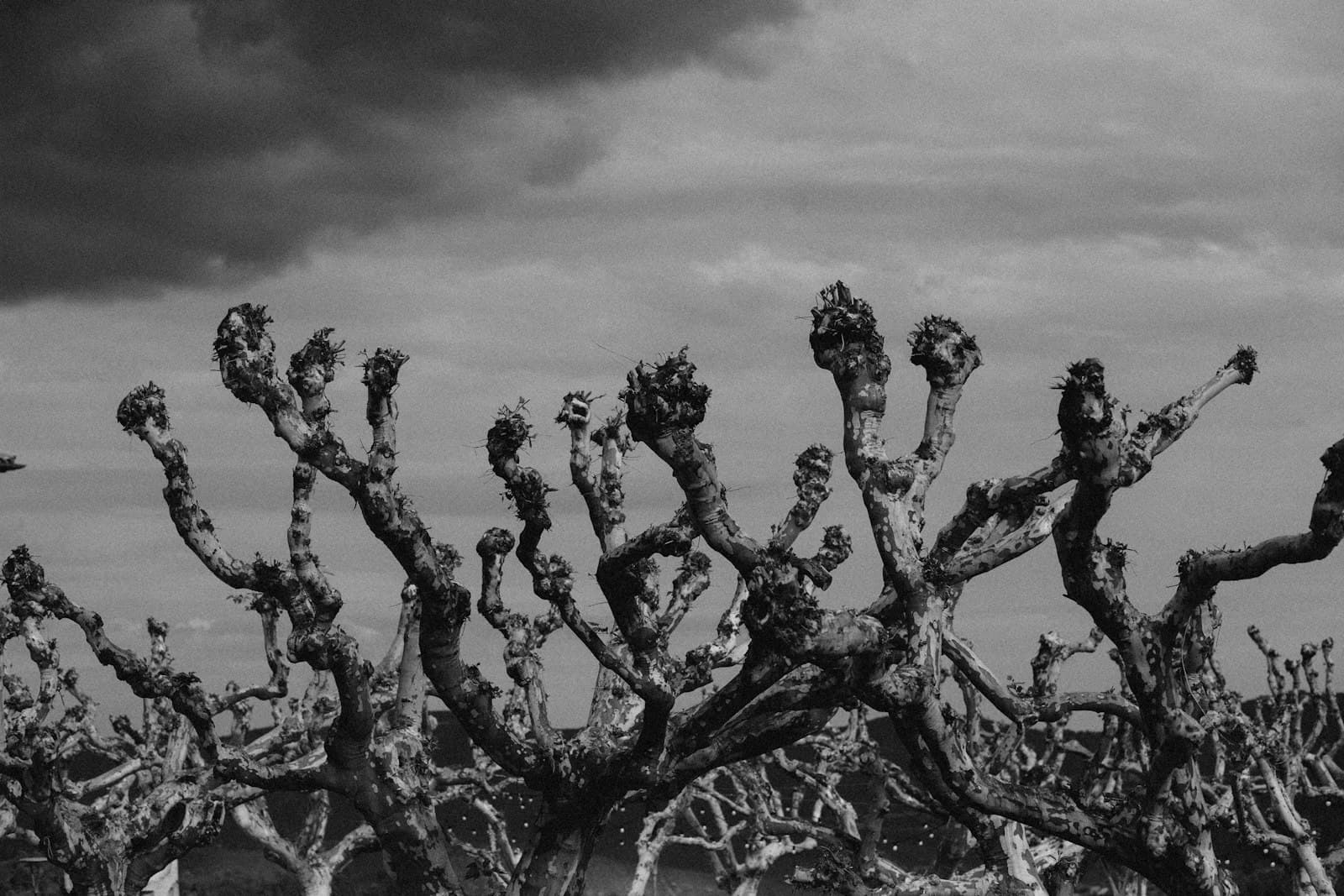 Cardona — a black and white photo of a tree