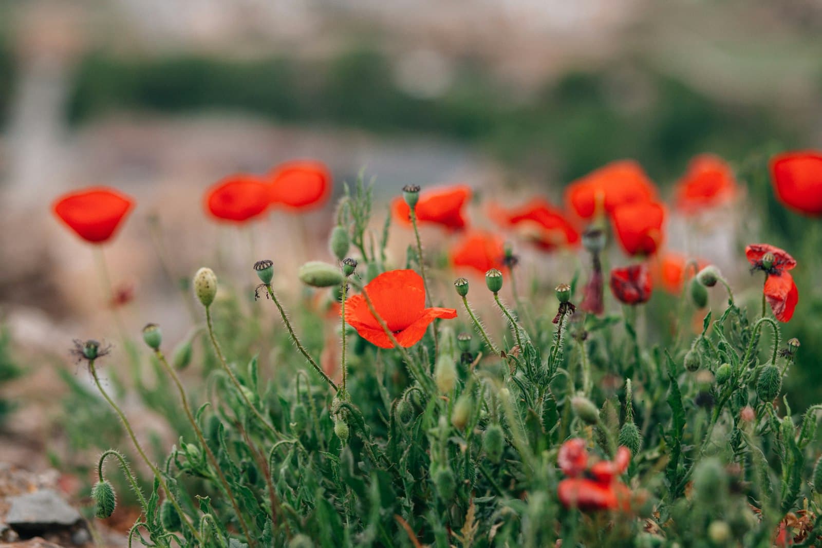 Cardona — a bunch of red flowers growing in a field
