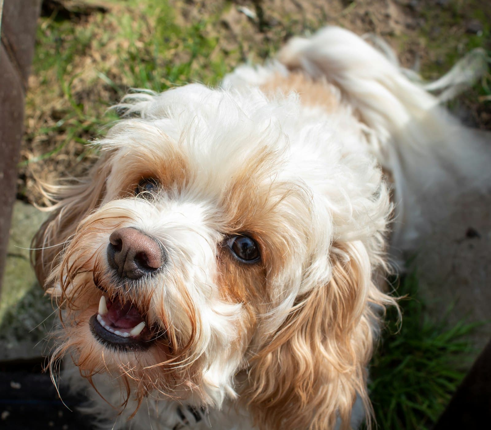 Carlow — a dog standing outside
