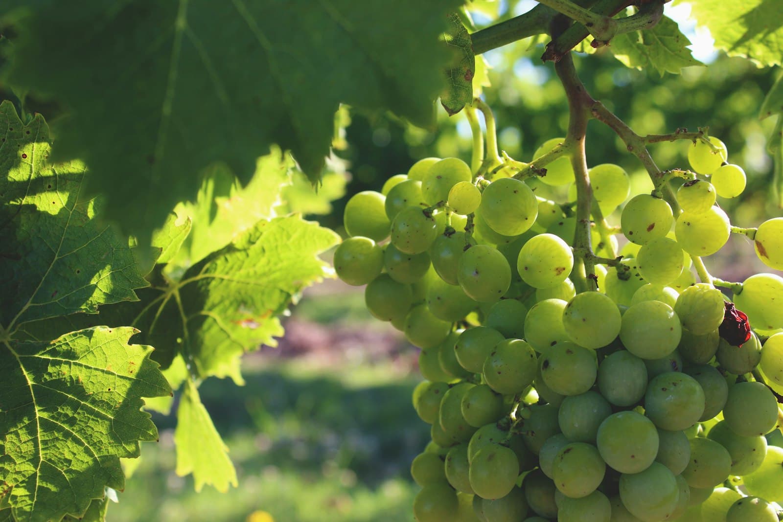 Carmelo — closeup photo of bunch of white grapes