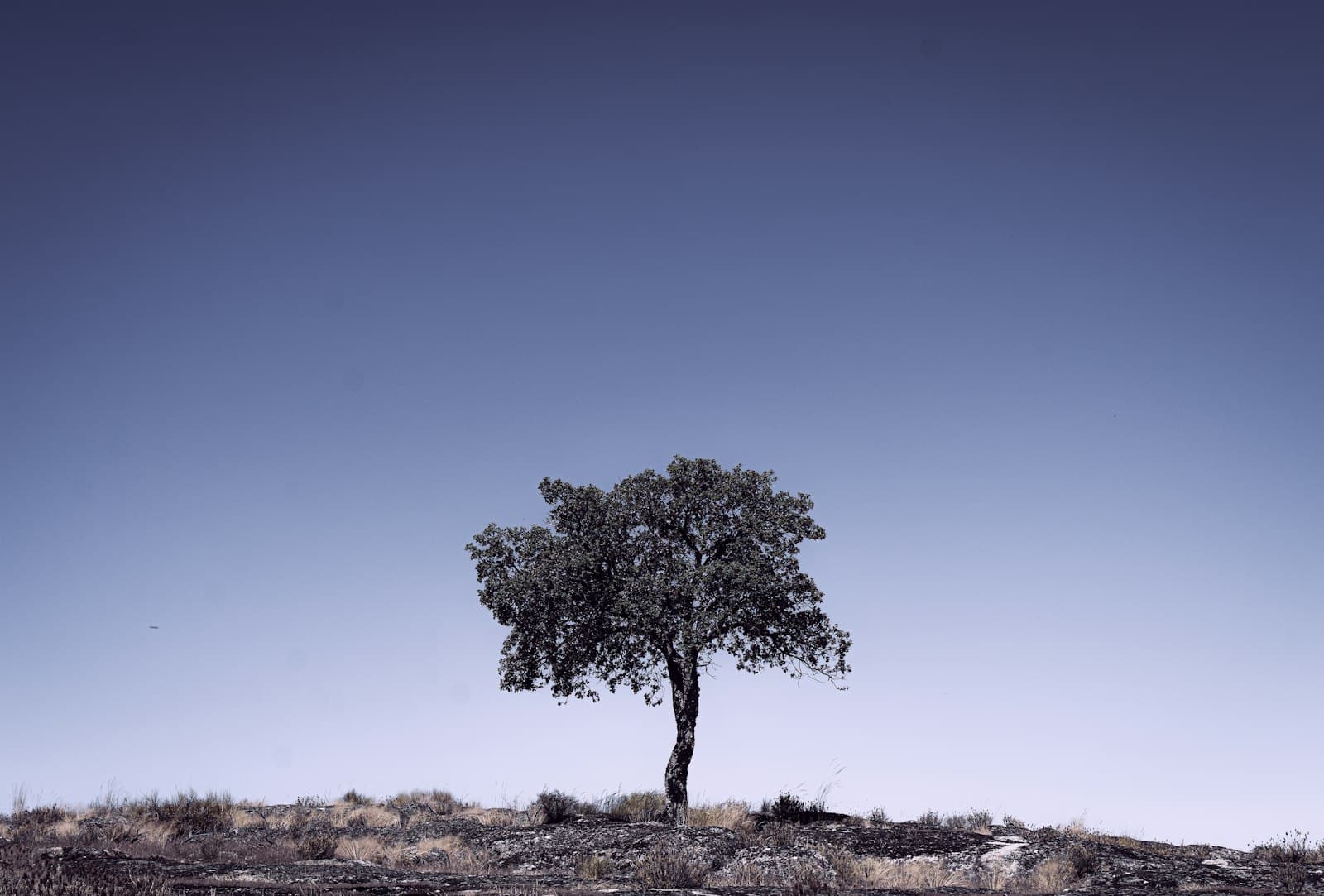 Castelo de Vide — a lone tree in the middle of nowhere