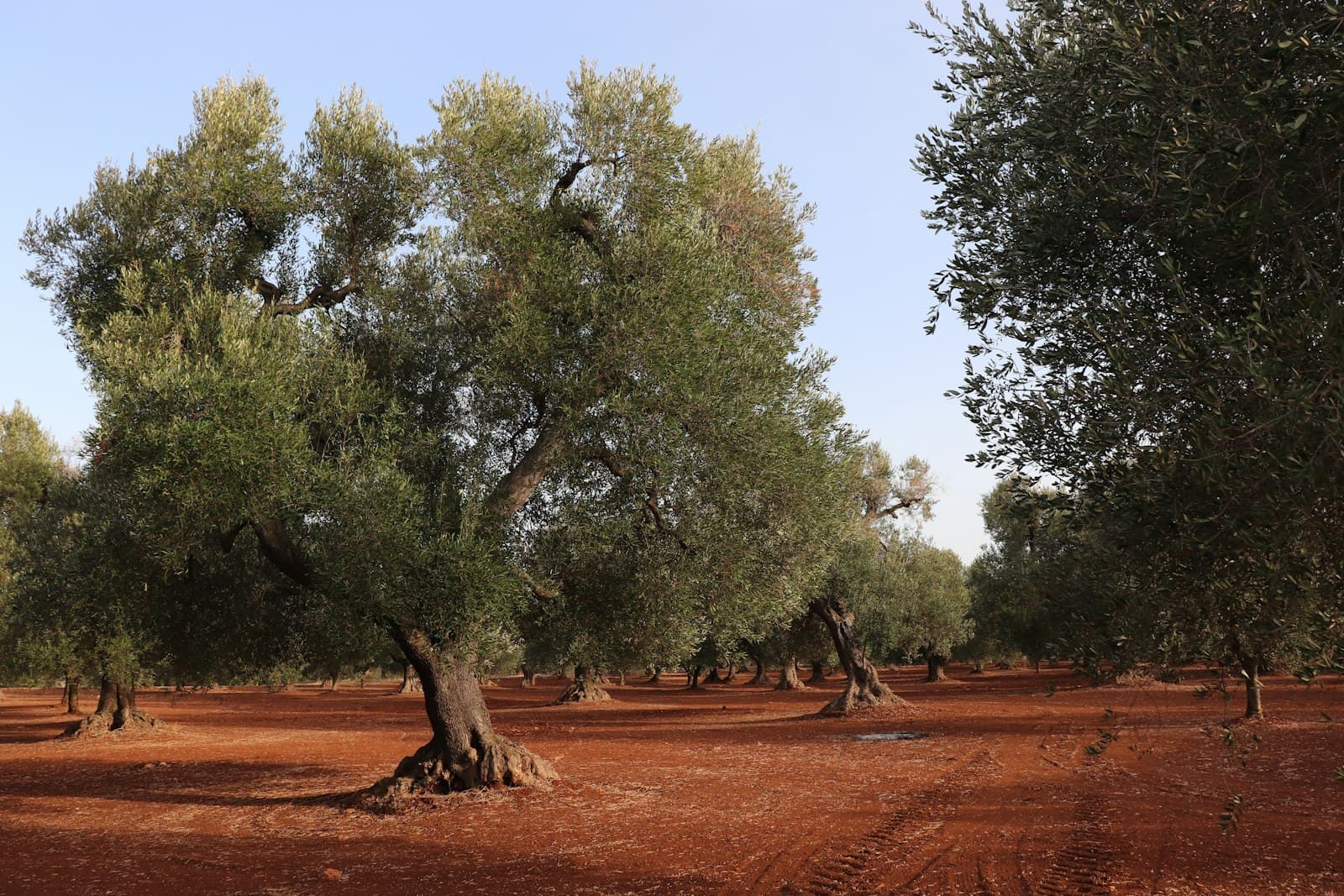 Ceglie Messapica — a dirt road surrounded by trees on a sunny day
