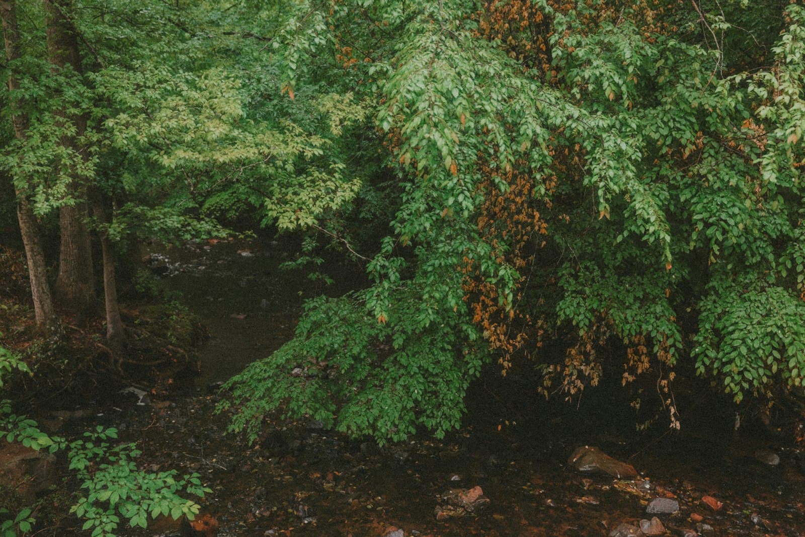 Chapel Hill — Dense forest canopy over a dark, small stream.