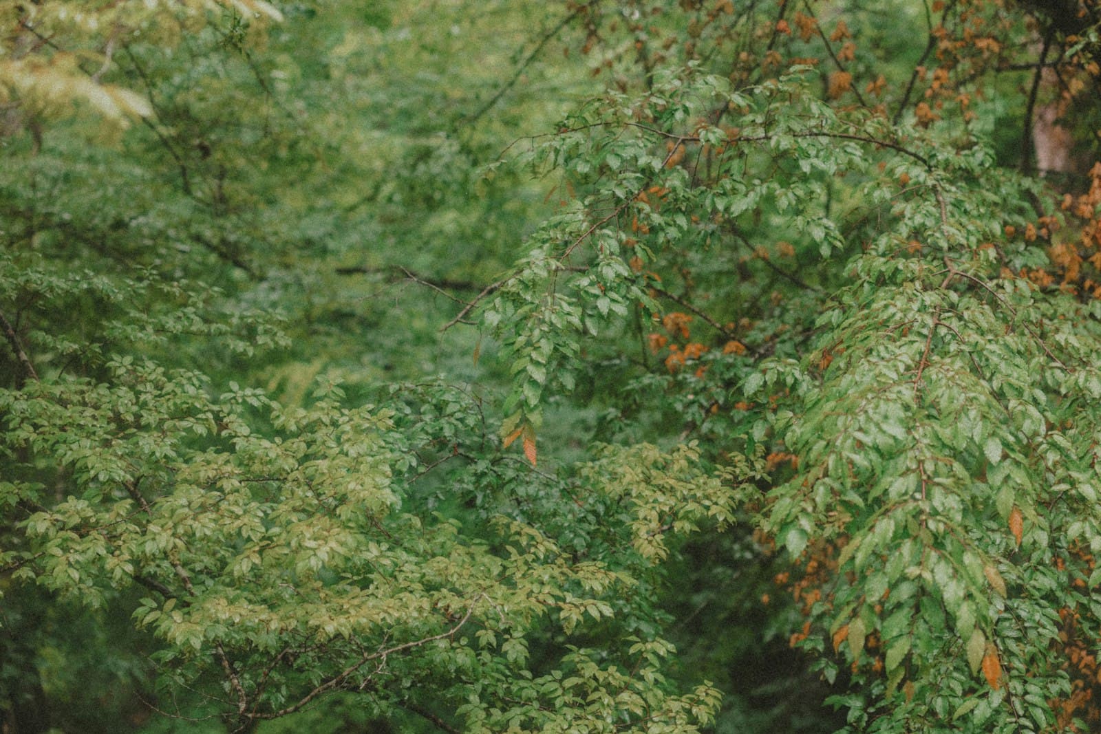 Chapel Hill — Green foliage and branches fill the forest scene.