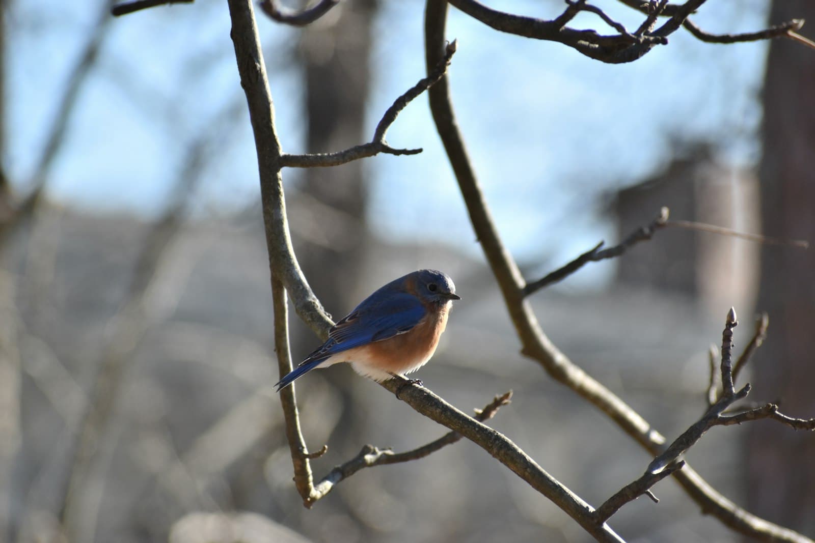 Chattanooga — blue and brown bird on tree branch during daytime