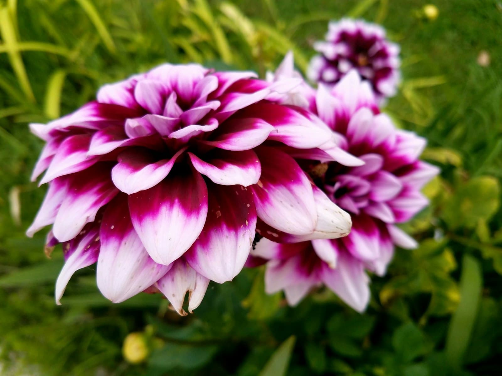 Chattanooga — Beautiful dahlia flowers with striking two-toned petals.