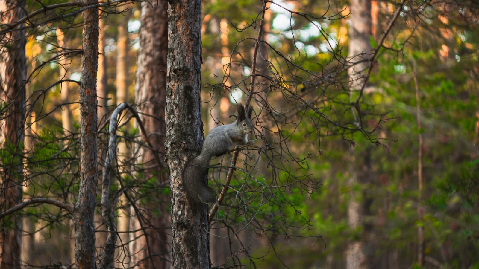 Chelyabinsk — a squirrel sitting on a tree branch in a forest