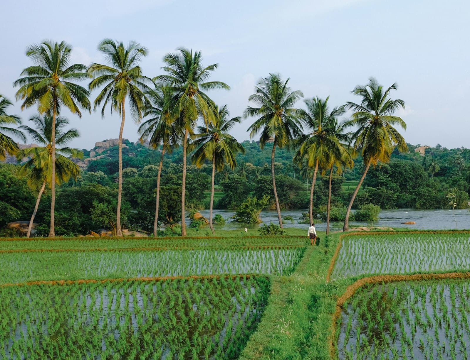 Chettinad — a man walking through a rice field next to palm trees