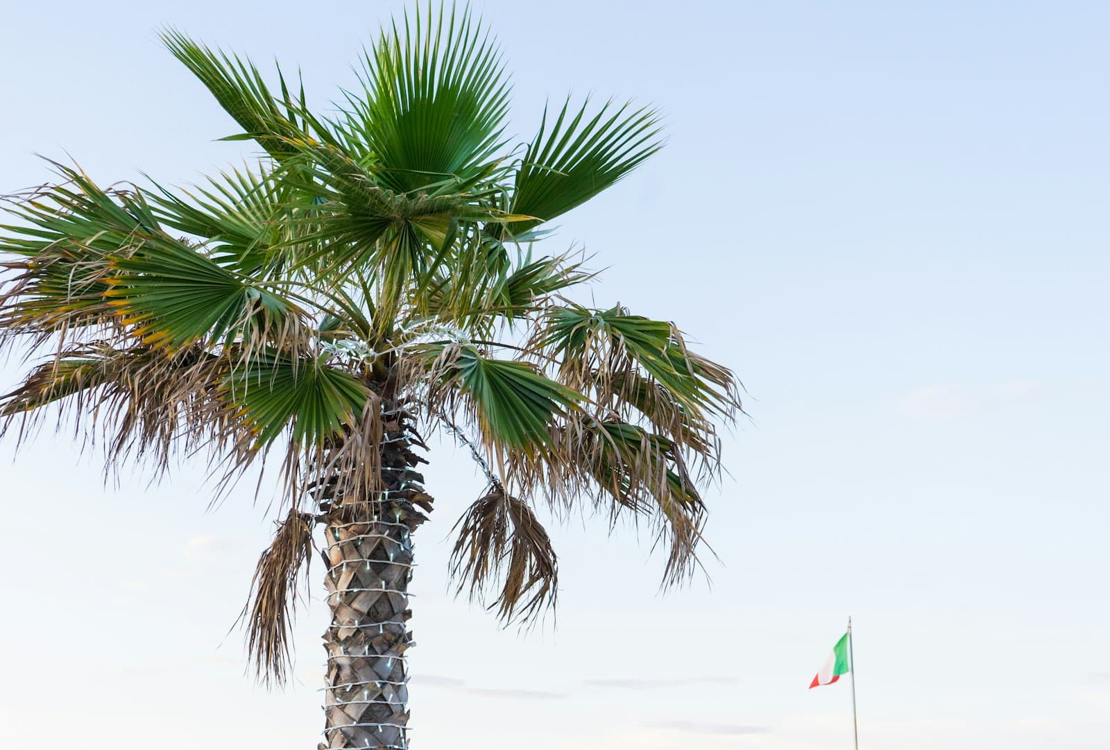 Chioggia — green palm tree on beach during daytime