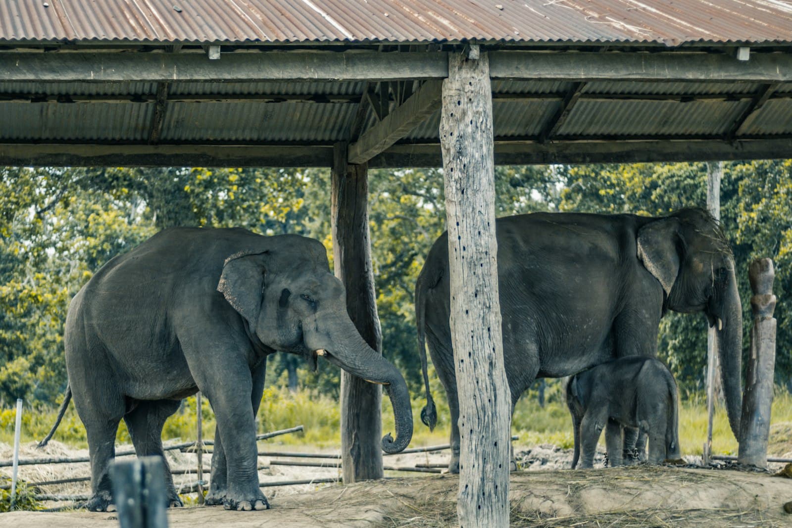 Chitwan — elephants under a shelter