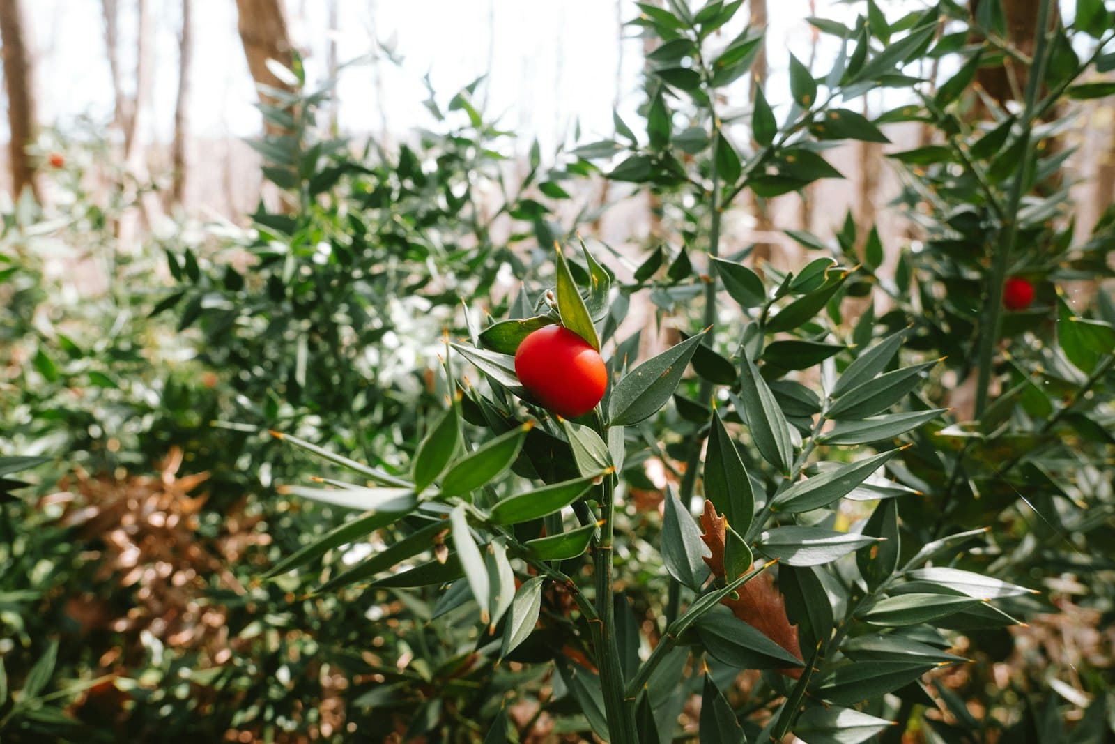 Cingoli — A single red berry on a green leafy branch