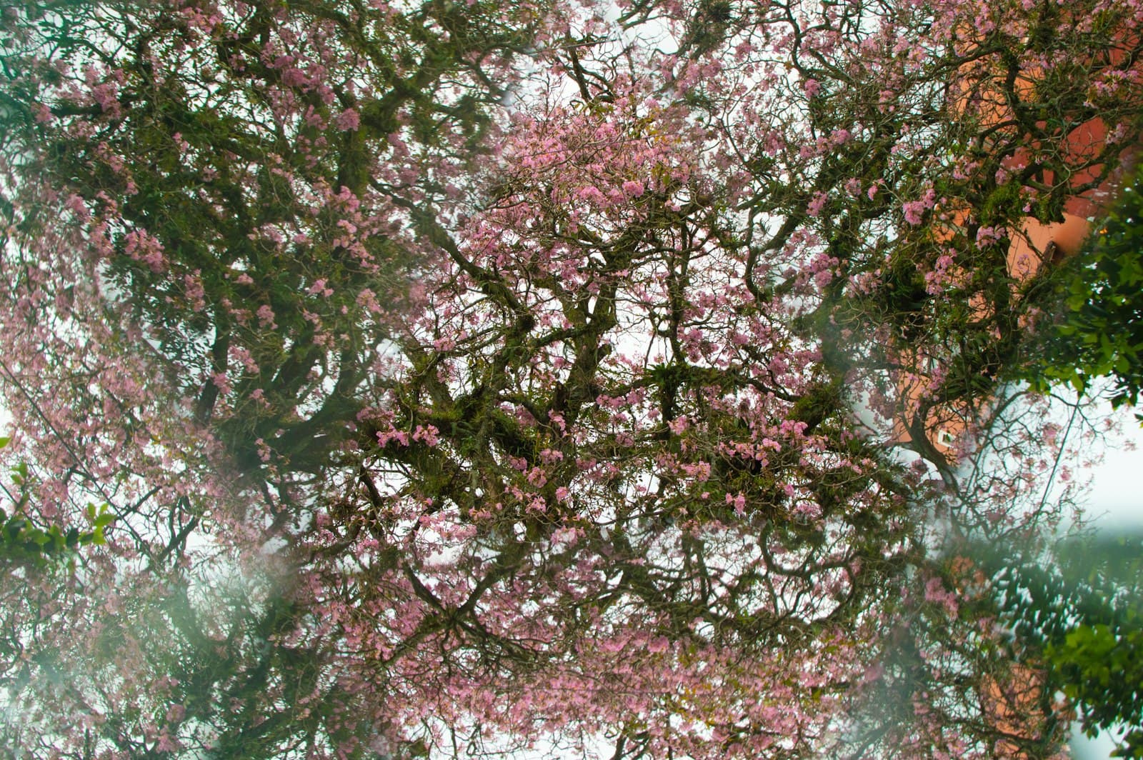 Coatepec — pink cherry blossom tree during daytime