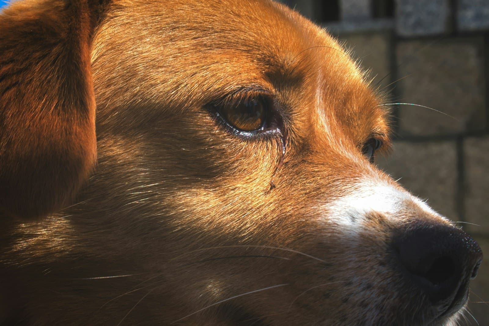 Combarro — brown and white short coated dog