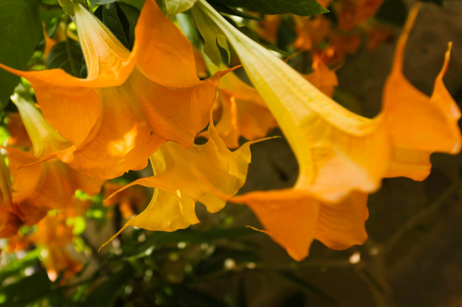 Combarro — a group of leaves