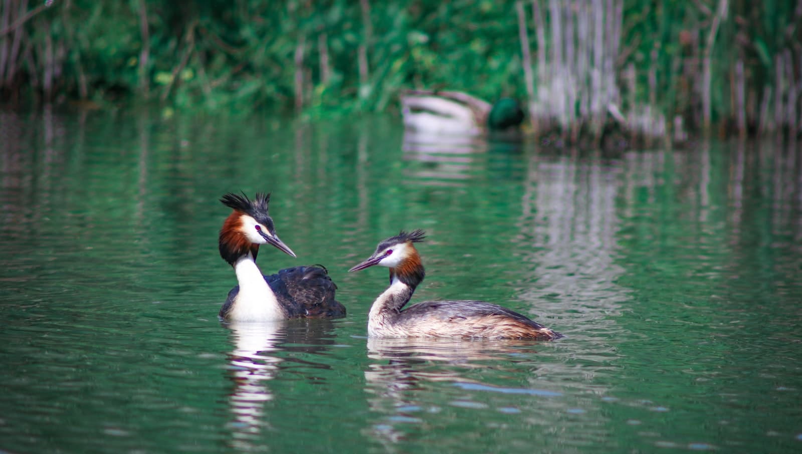 Konstanz — a couple of birds floating on top of a lake