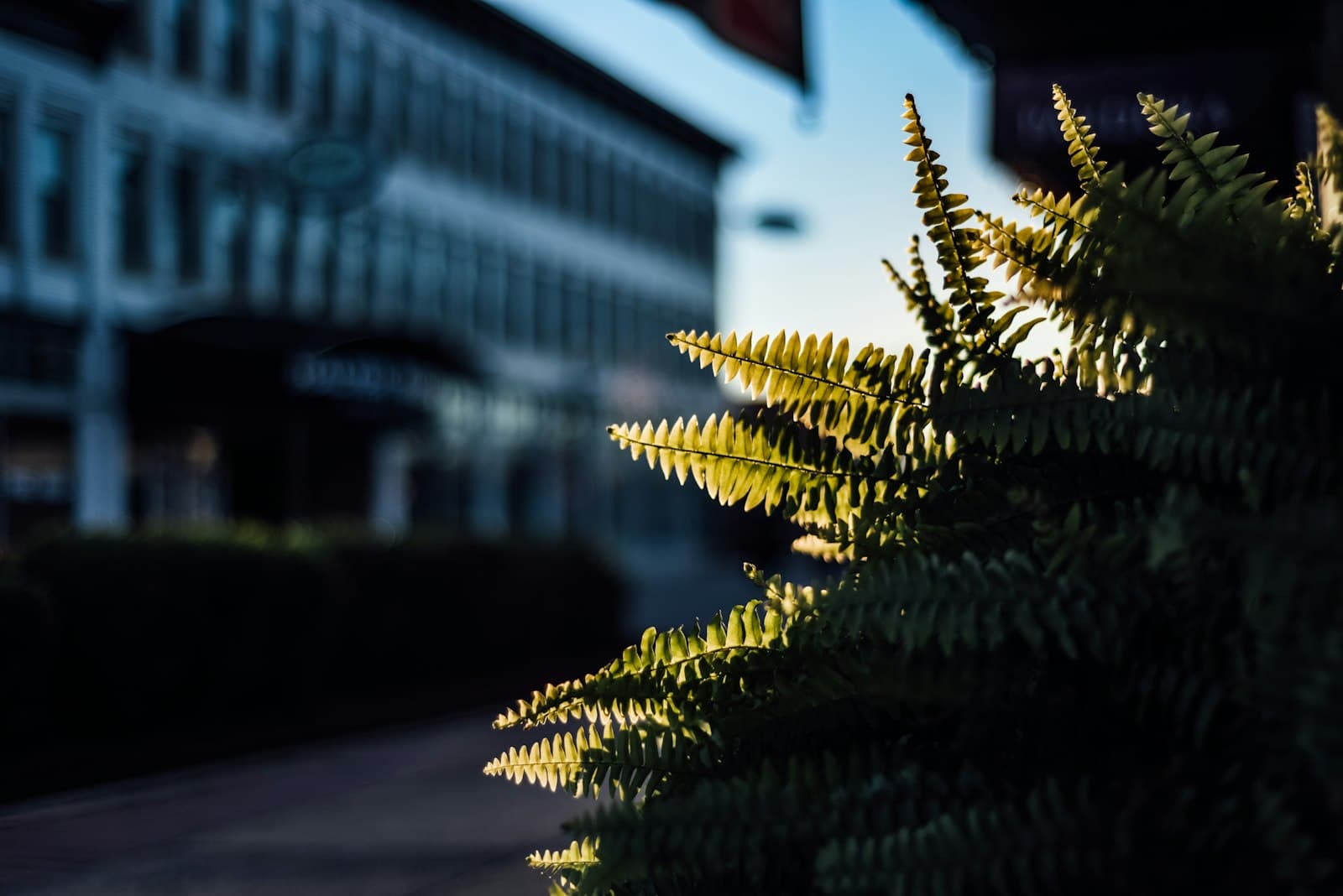 Conway — green pine tree in front of white concrete building during daytime