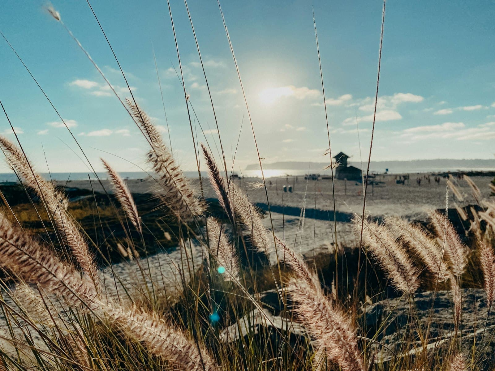 Coronado — brown wheat field near body of water under blue sky during daytime