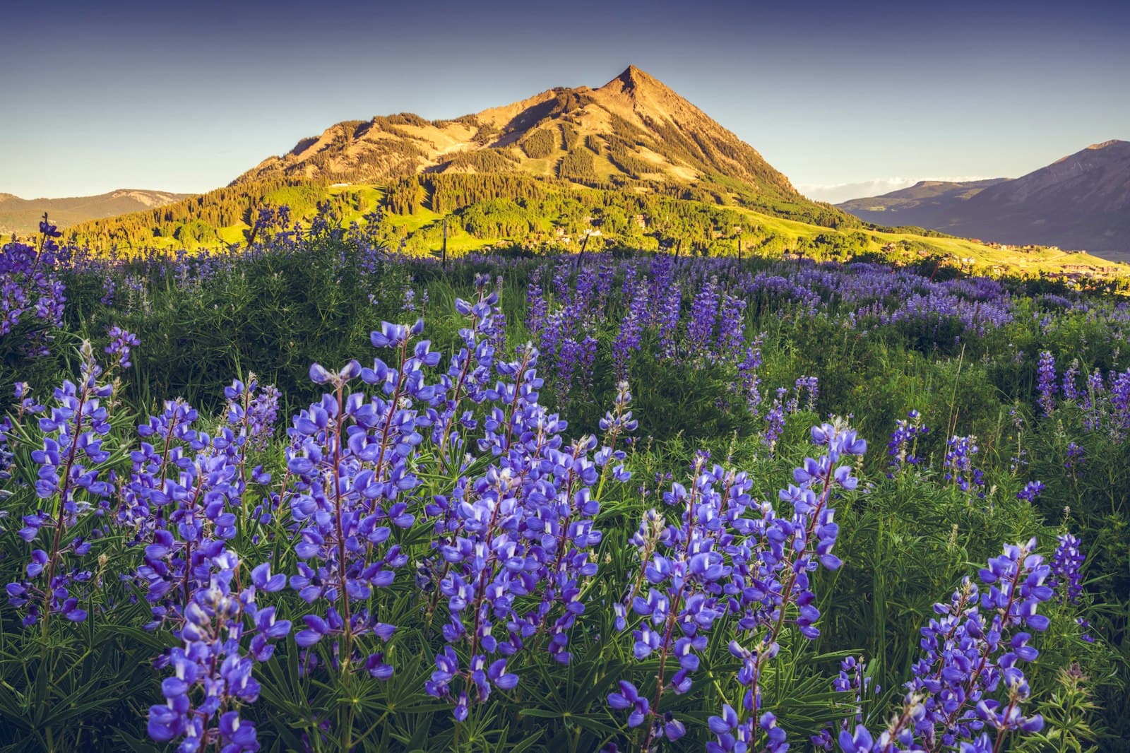 Crested Butte — Purple lupine flowers in a mountain meadow at sunset