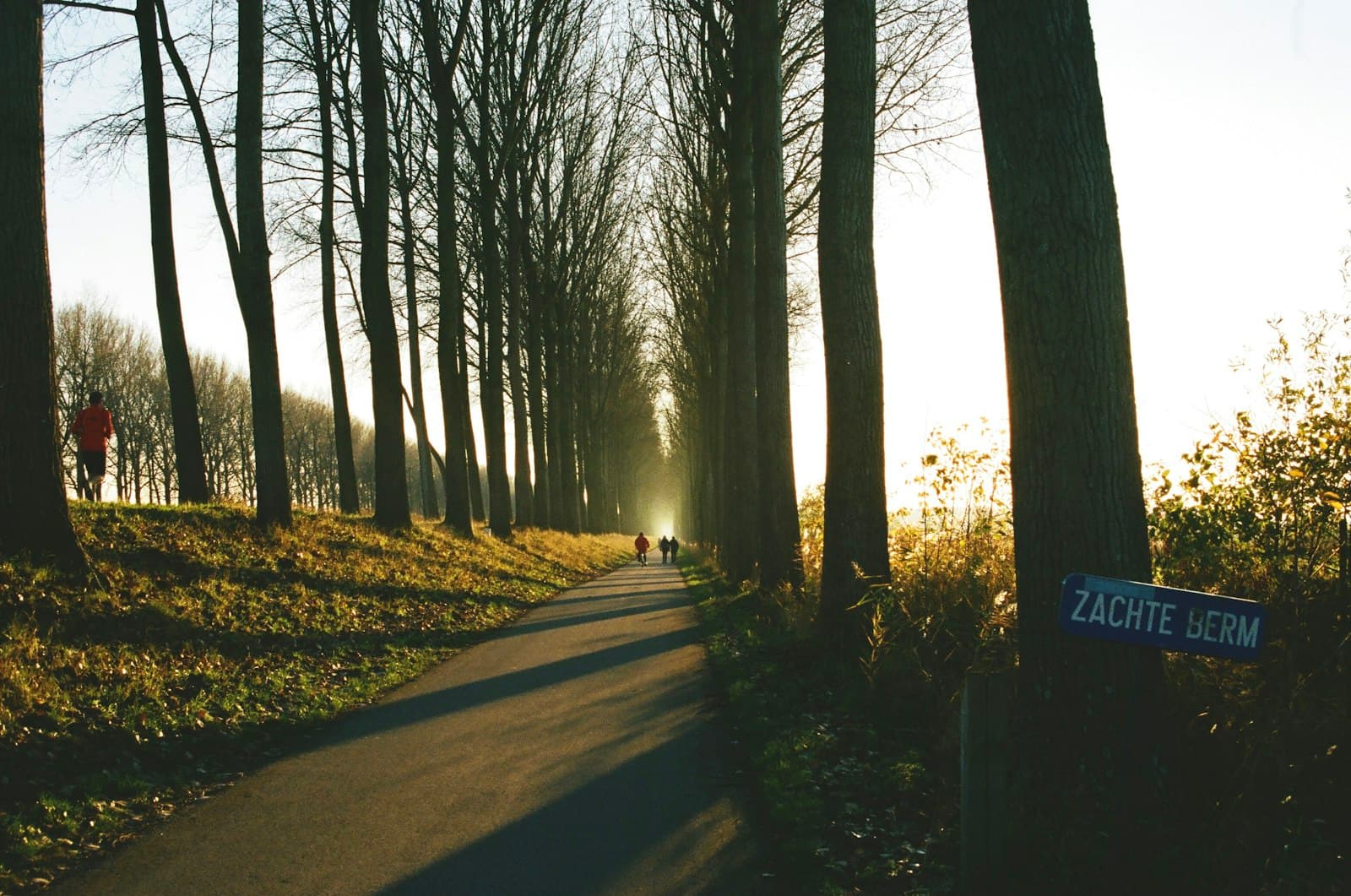 Damme — brown trees on forest during daytime