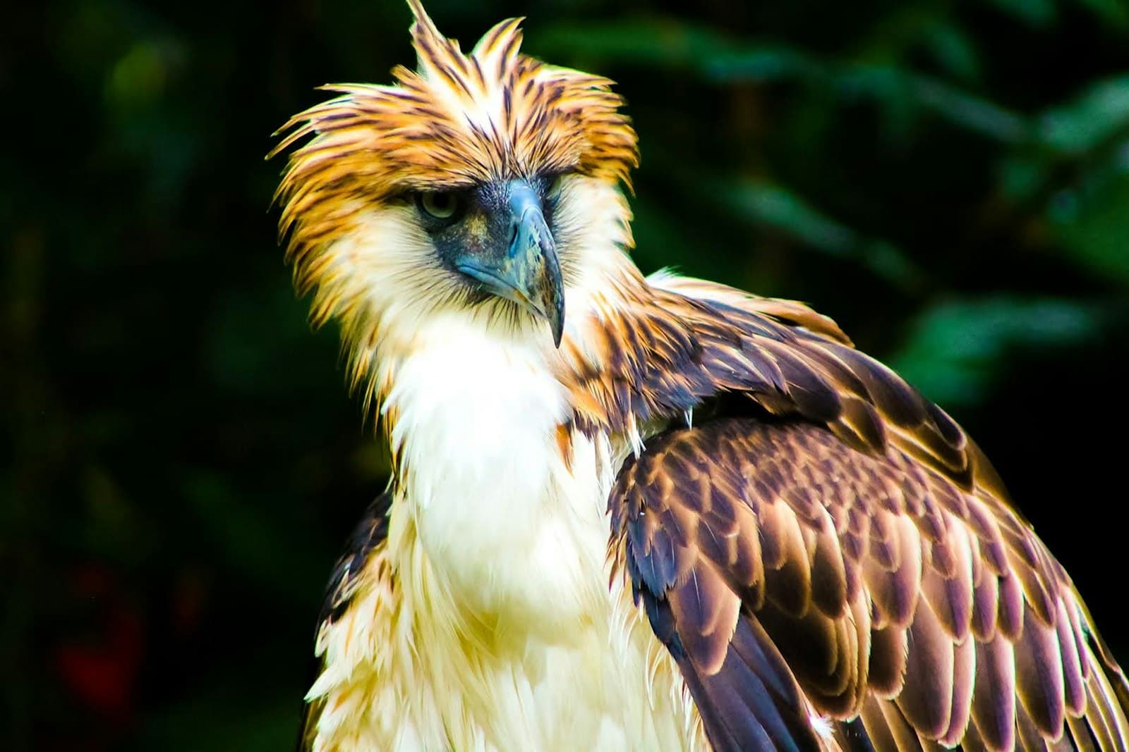 Davao — brown and white eagle in tilt shift lens