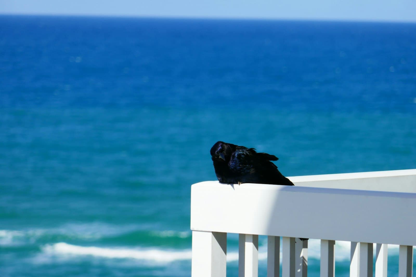 Daytona Beach — A black bird sitting on top of a white railing