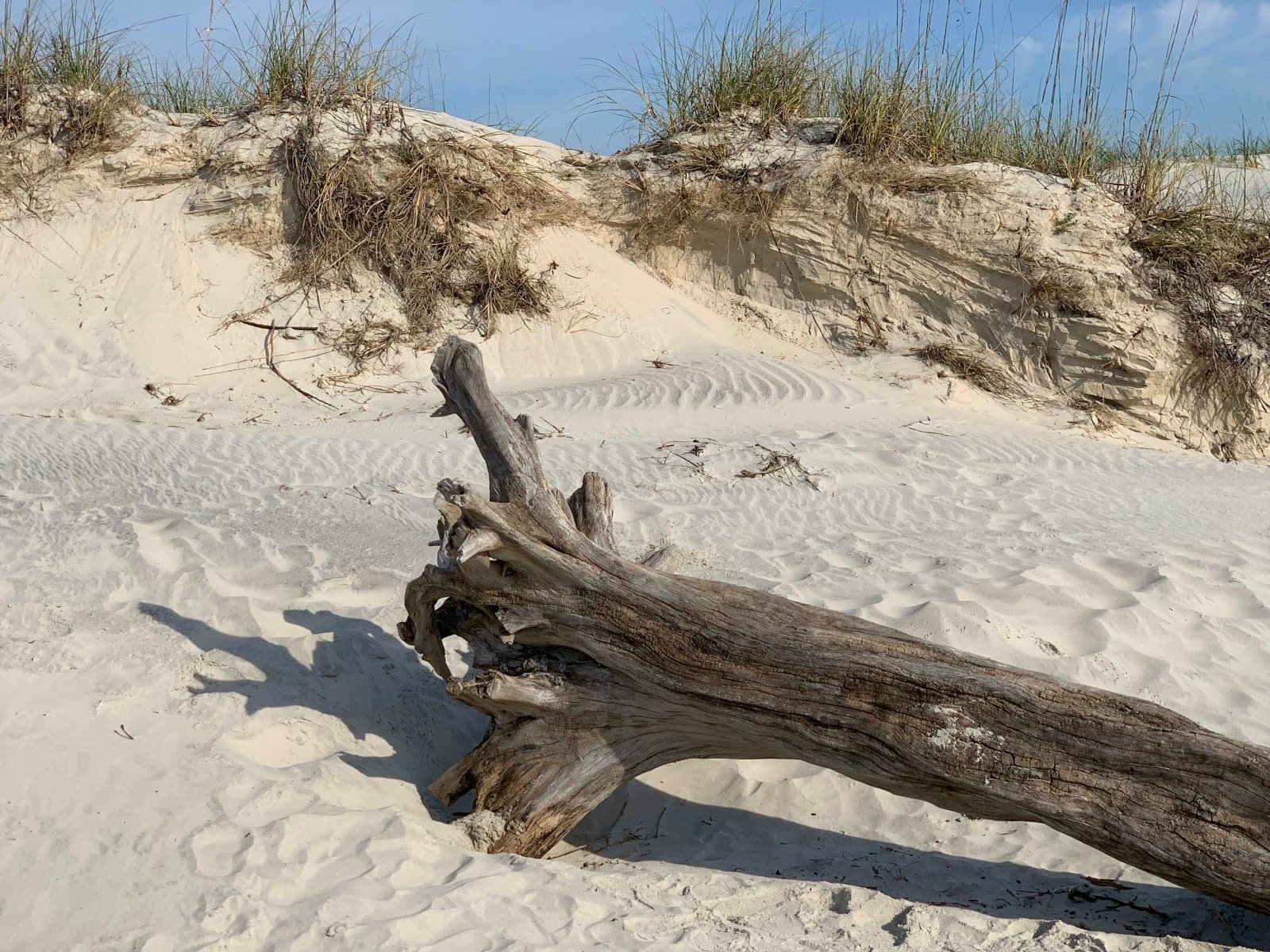 Deadwood — a log on a sandy beach with grass in the background