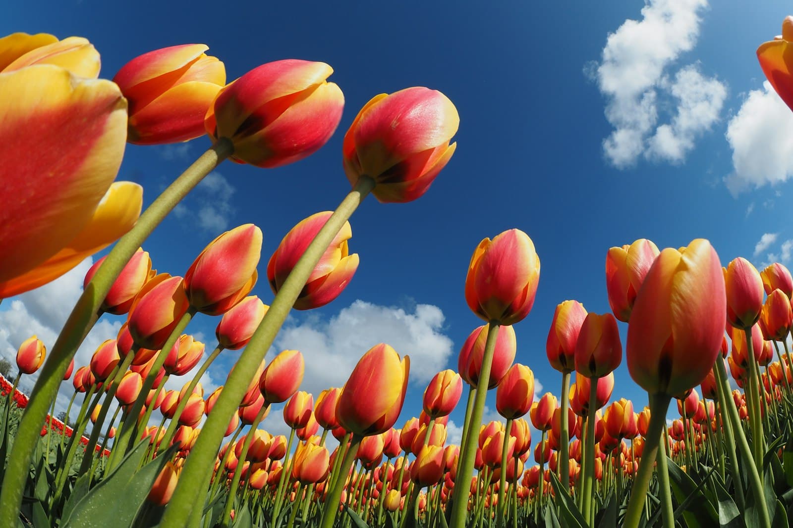 Den Helder — worm's eye view of tulips
