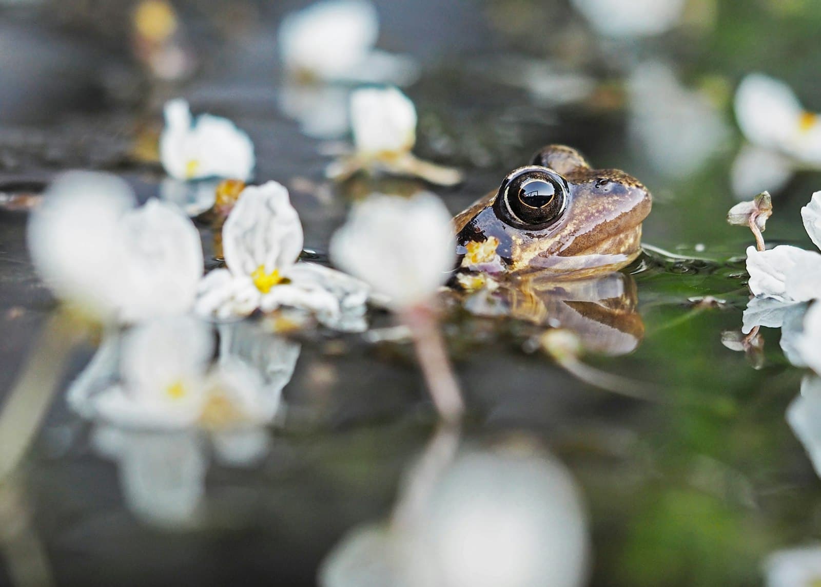 Den Helder — brown frog in body of water