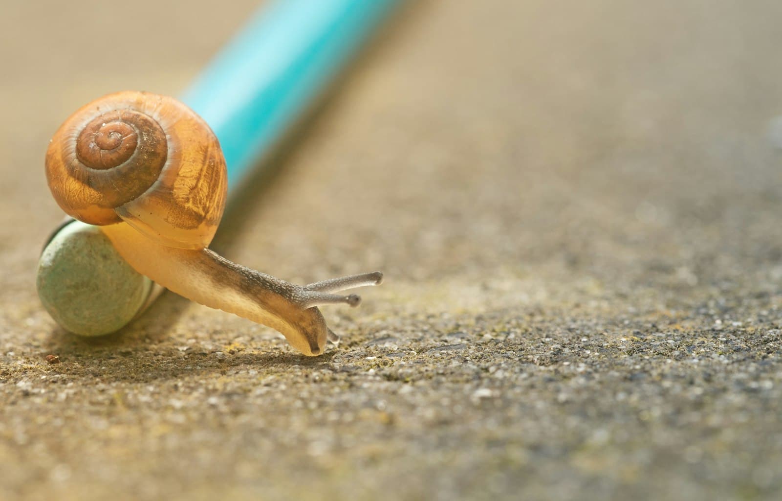 Den Helder — closeup photo of orange snail crawling down pencil on ground
