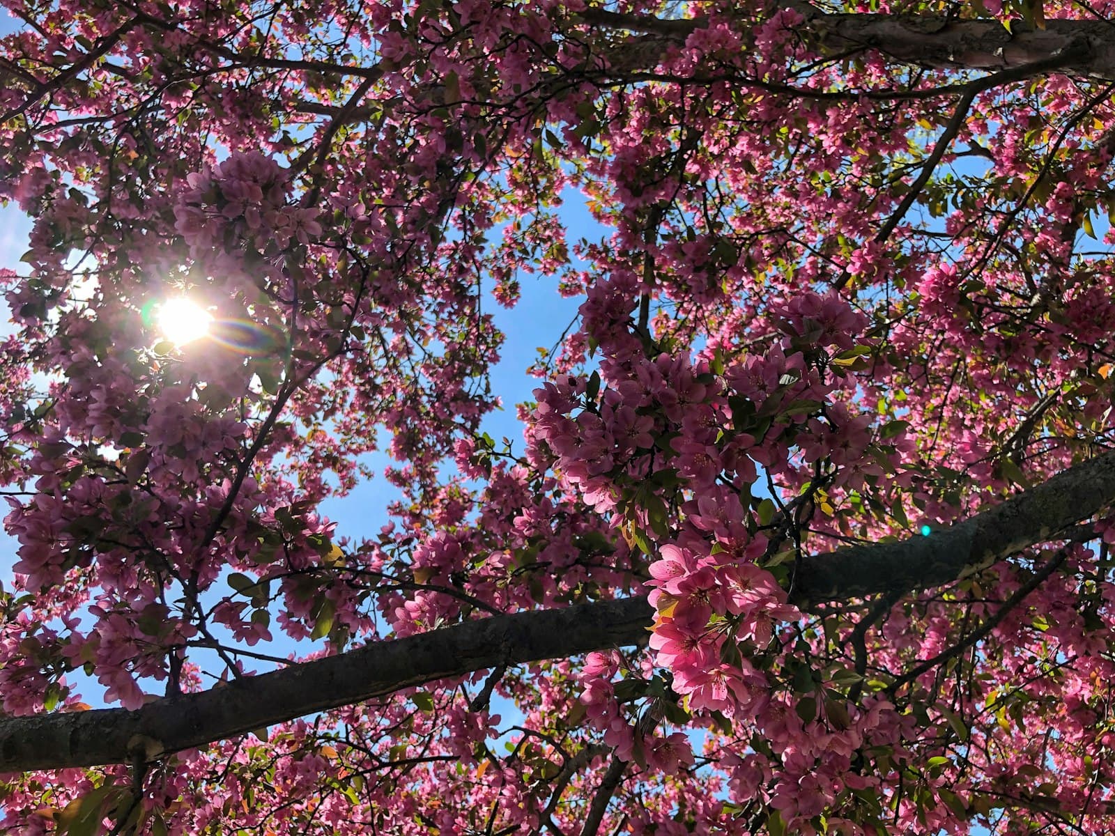 Des Moines — the sun shines through the branches of a flowering tree