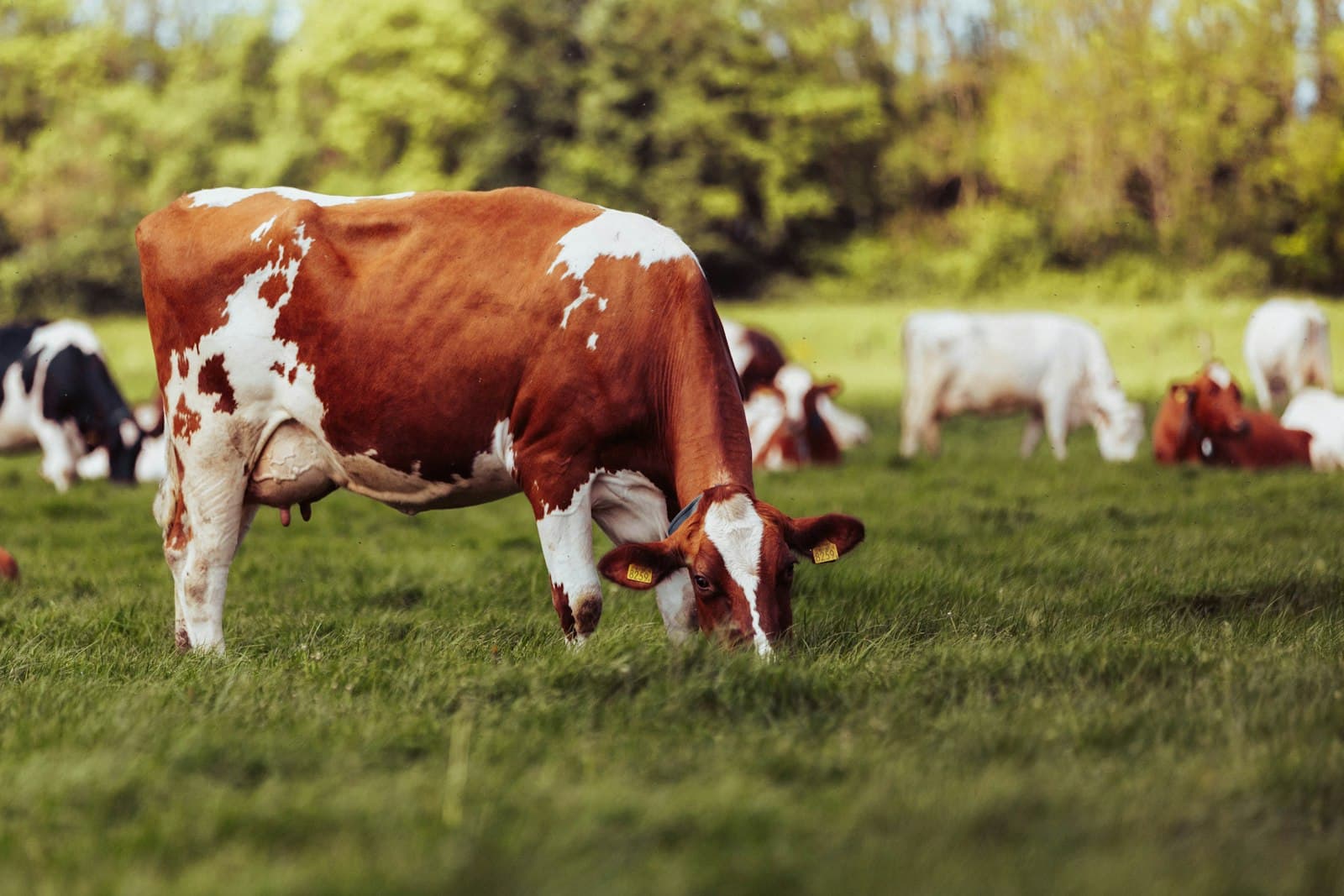 Doesburg — a herd of cows grazing on a lush green field