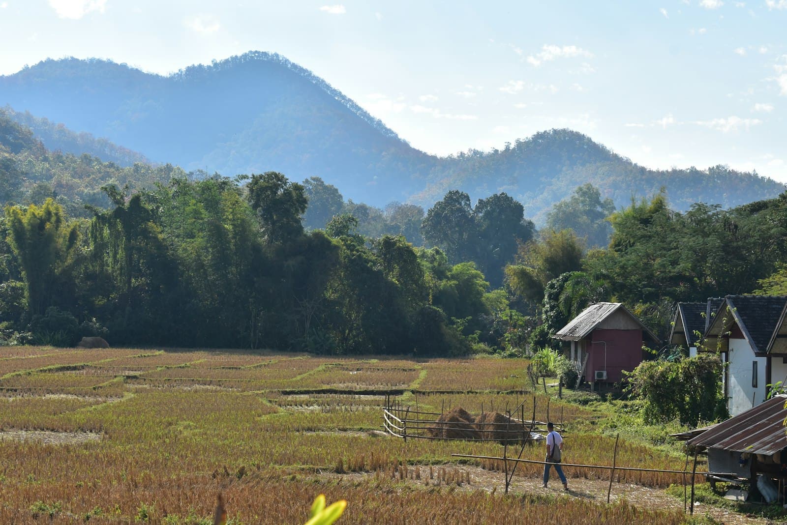 Doi Inthanon — a person standing in a field with mountains in the background
