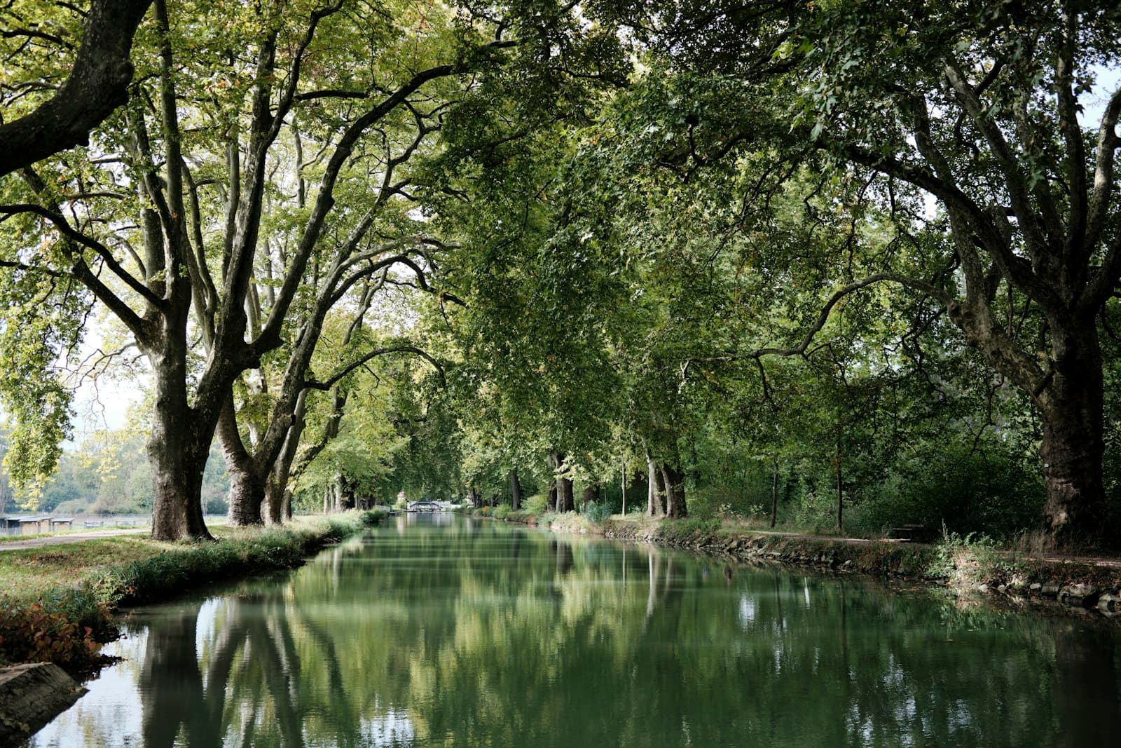 Dole — a body of water surrounded by trees and grass