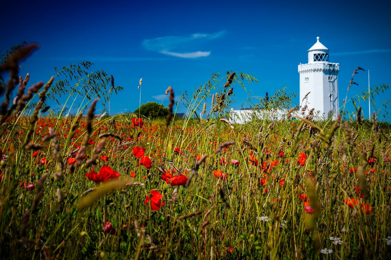 Dover — red flowers near white concrete building under blue sky during daytime