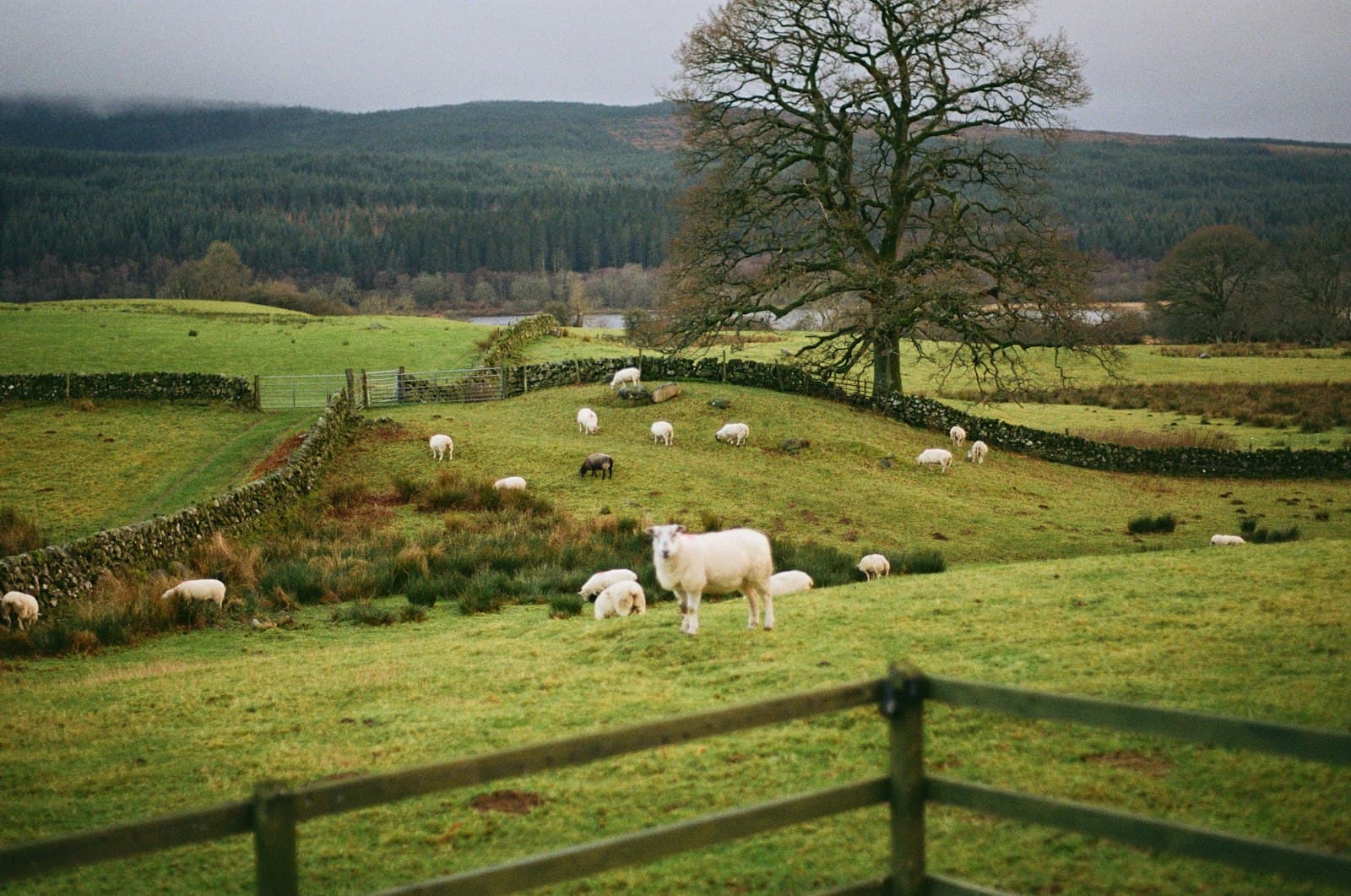 Dumfries — a herd of sheep grazing on a lush green hillside