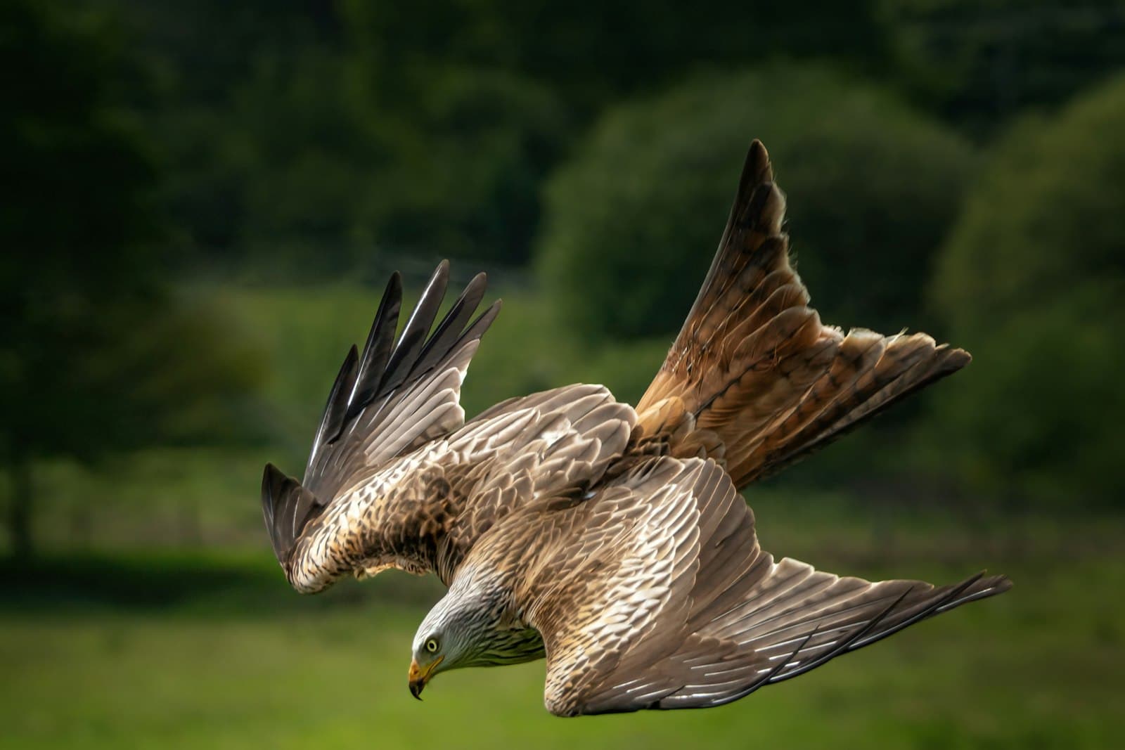 Dumfries — a bird of prey flying over a lush green field