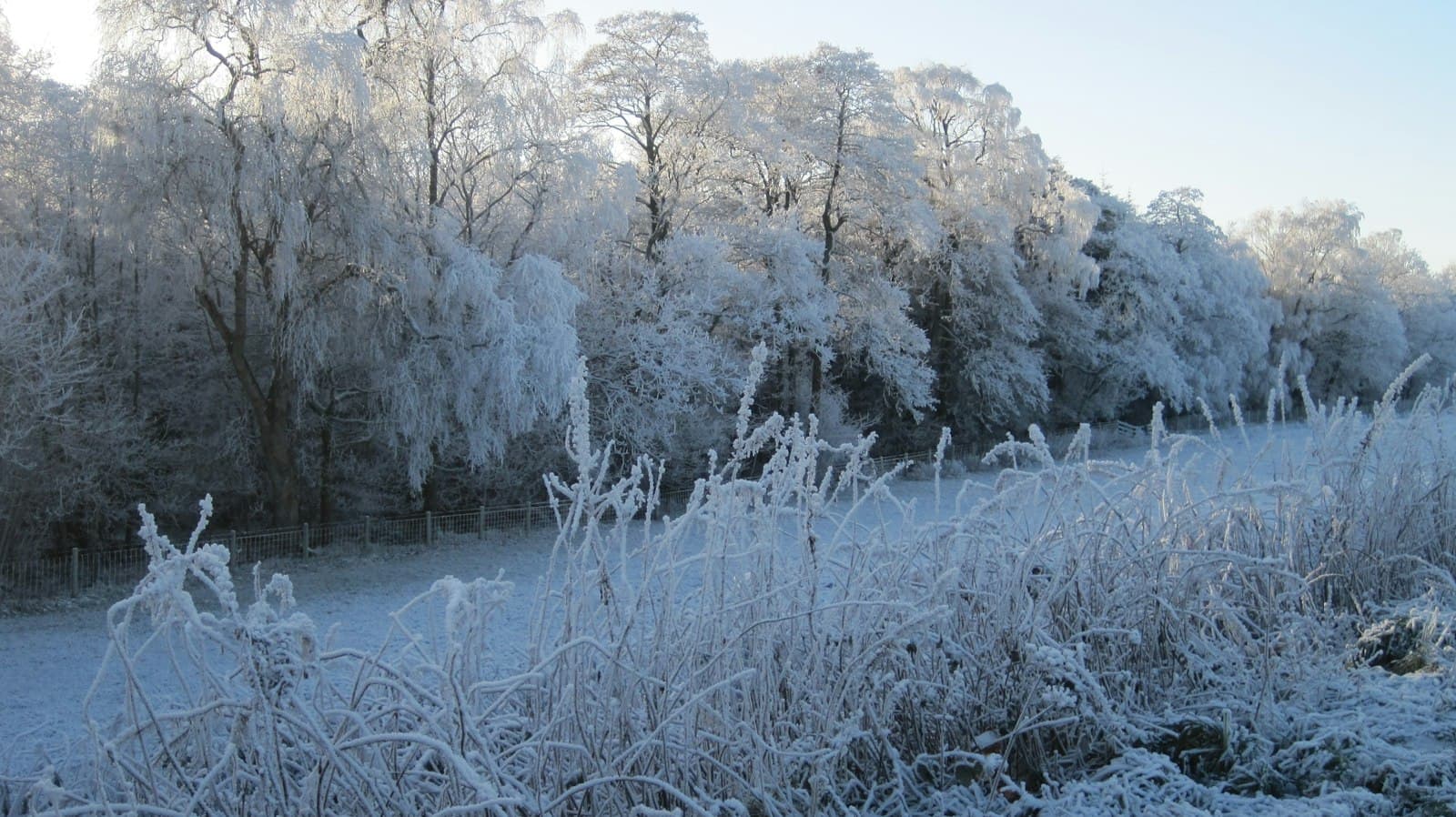 Dumfries — a field covered in snow next to a forest