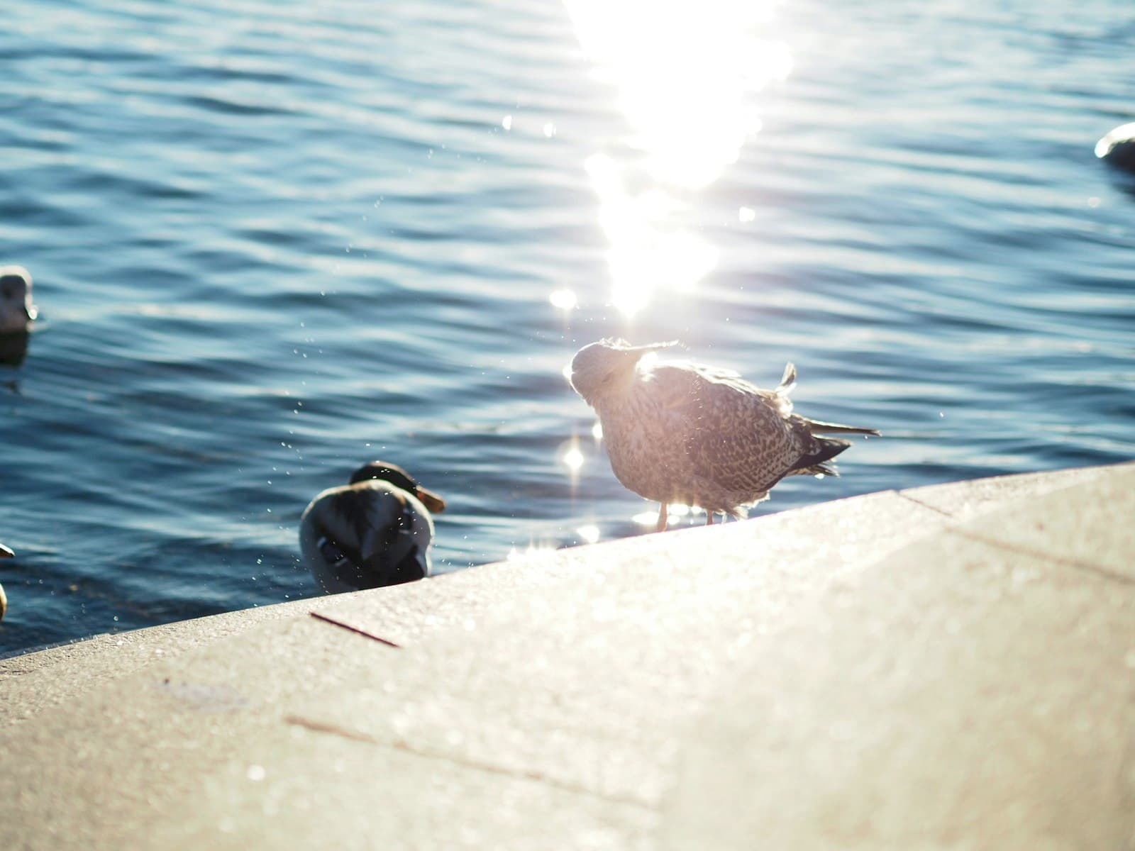 Eckernförde — A seagull and a duck on a concrete ledge by sunlit water