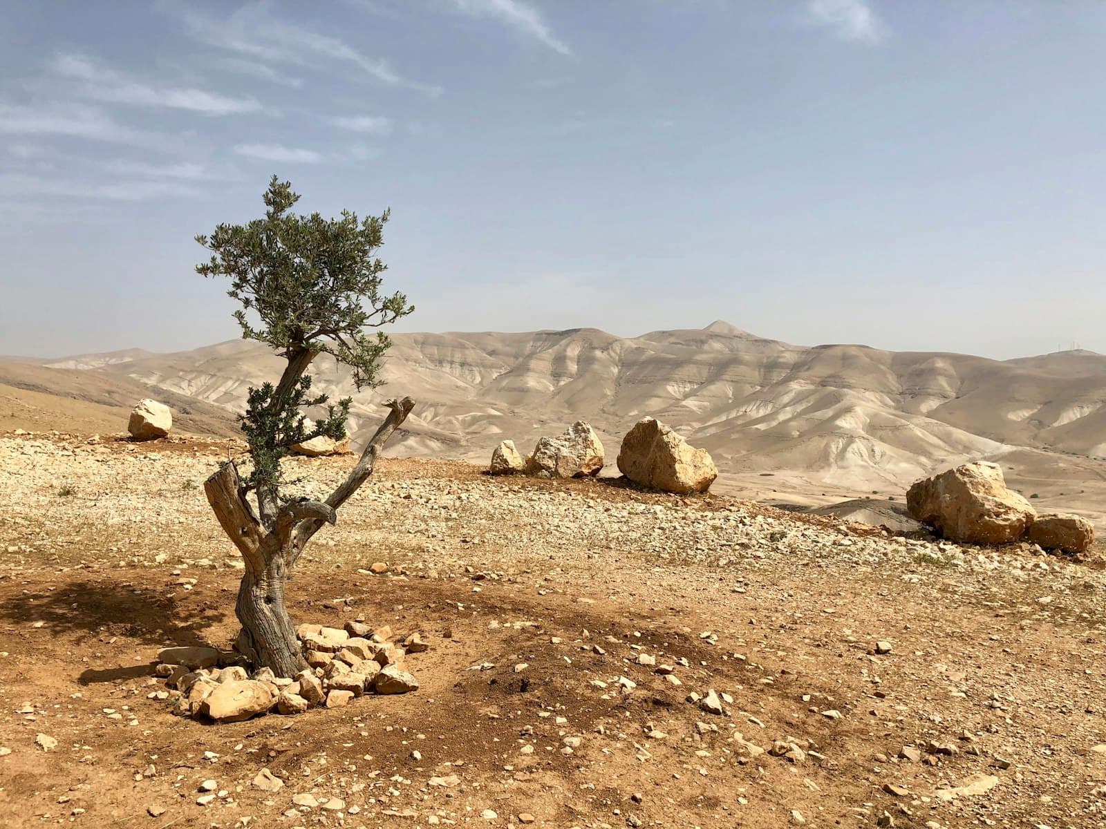 Eilat — green tree on brown sand during daytime