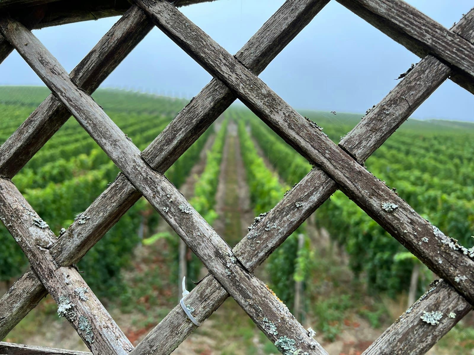 Eltville — a metal fence with trees in the background