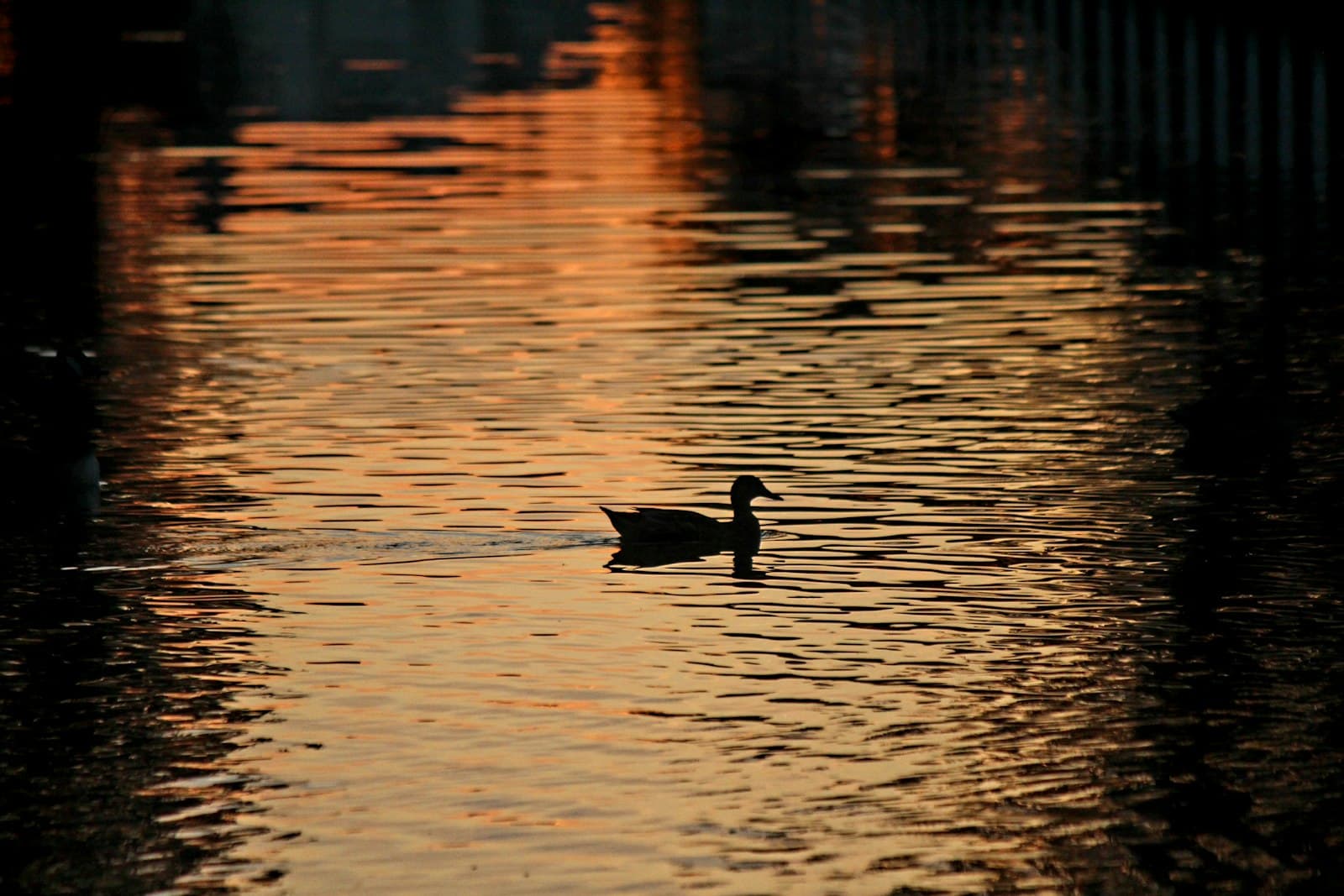 Enghien-les-Bains — a duck floating on top of a body of water